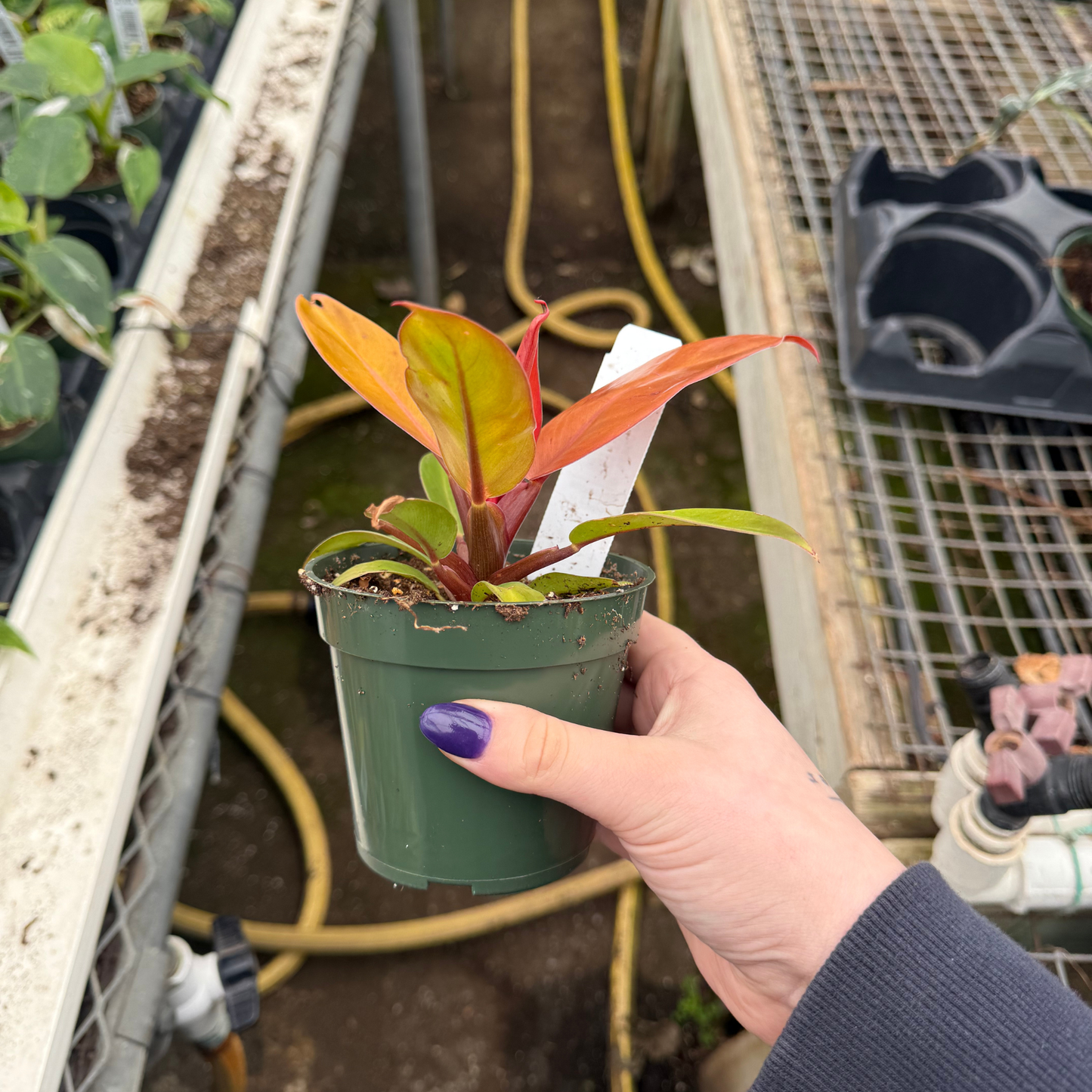 Philodendron Prince of Orange