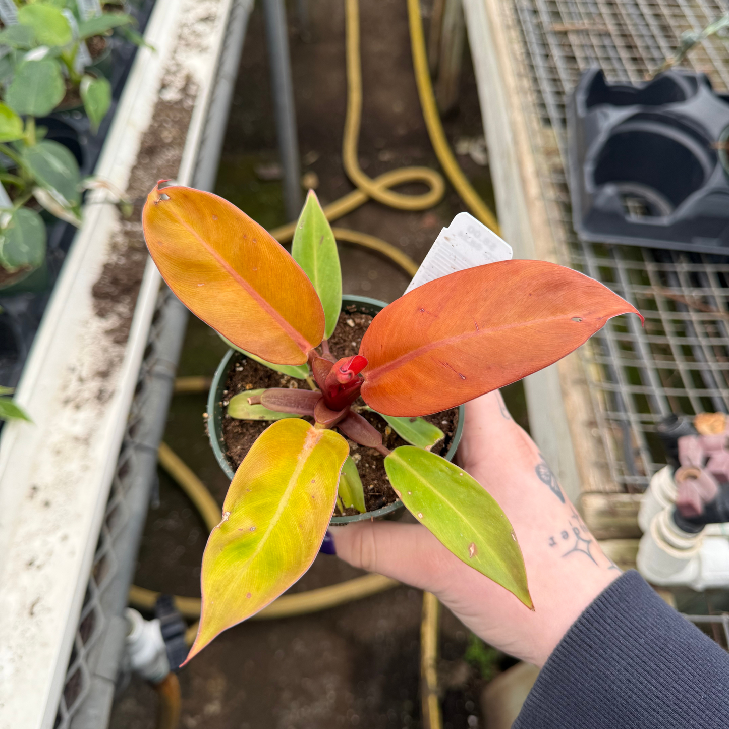 Philodendron Prince of Orange