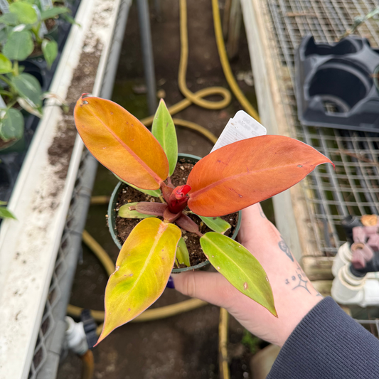 Philodendron Prince of Orange