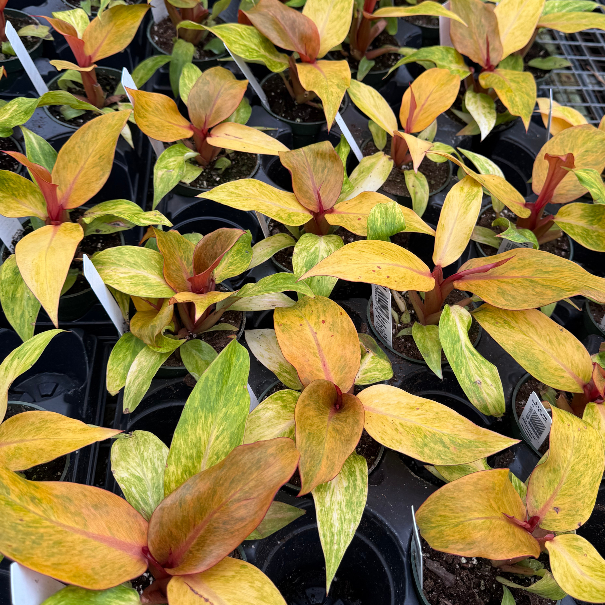orange marmalade philodendron care Philodendron Orange Marmalade – Fantastic Gardens