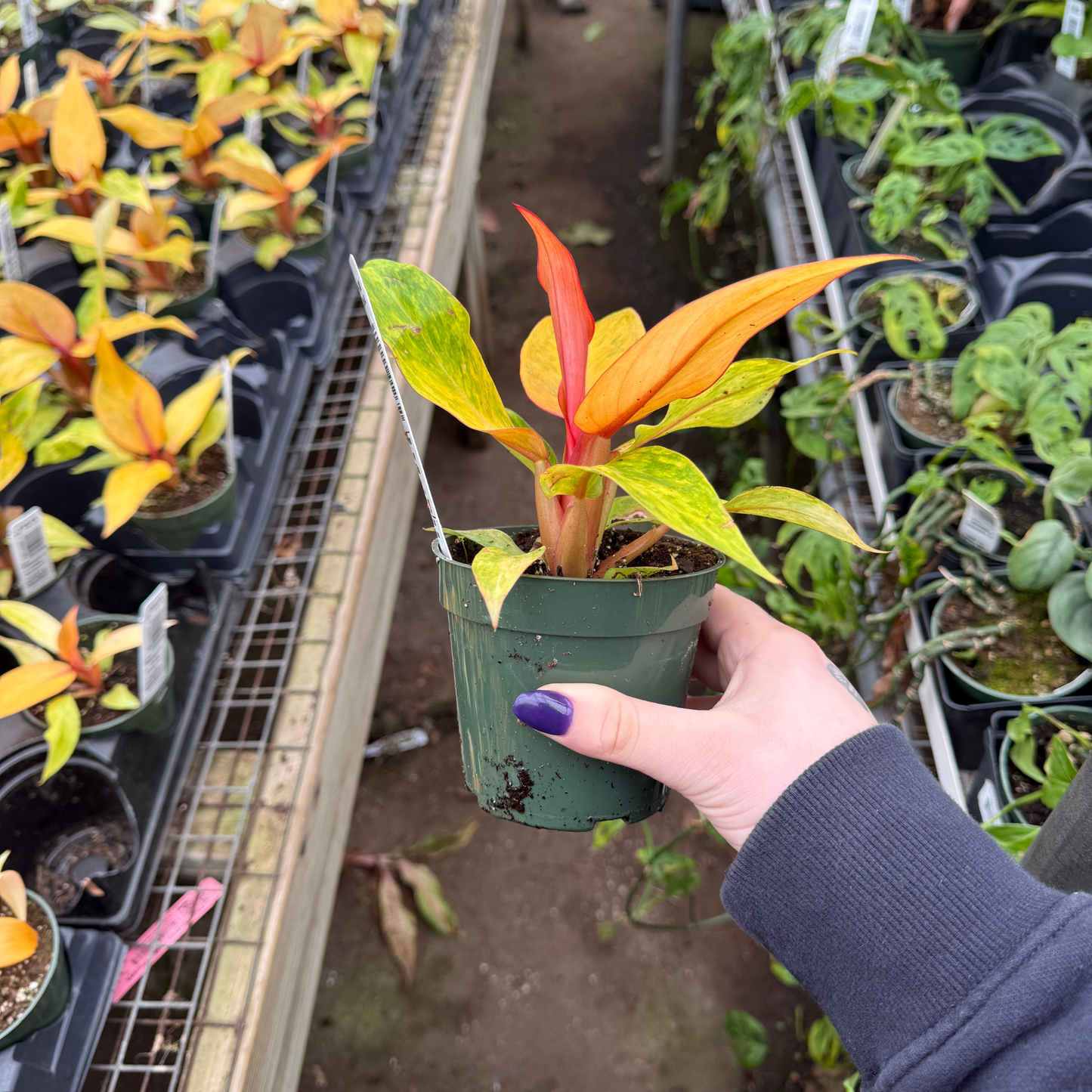 Philodendron Orange Marmalade