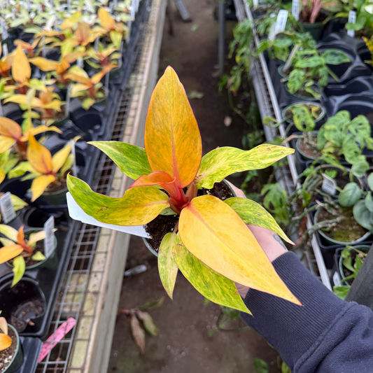 Philodendron Orange Marmalade