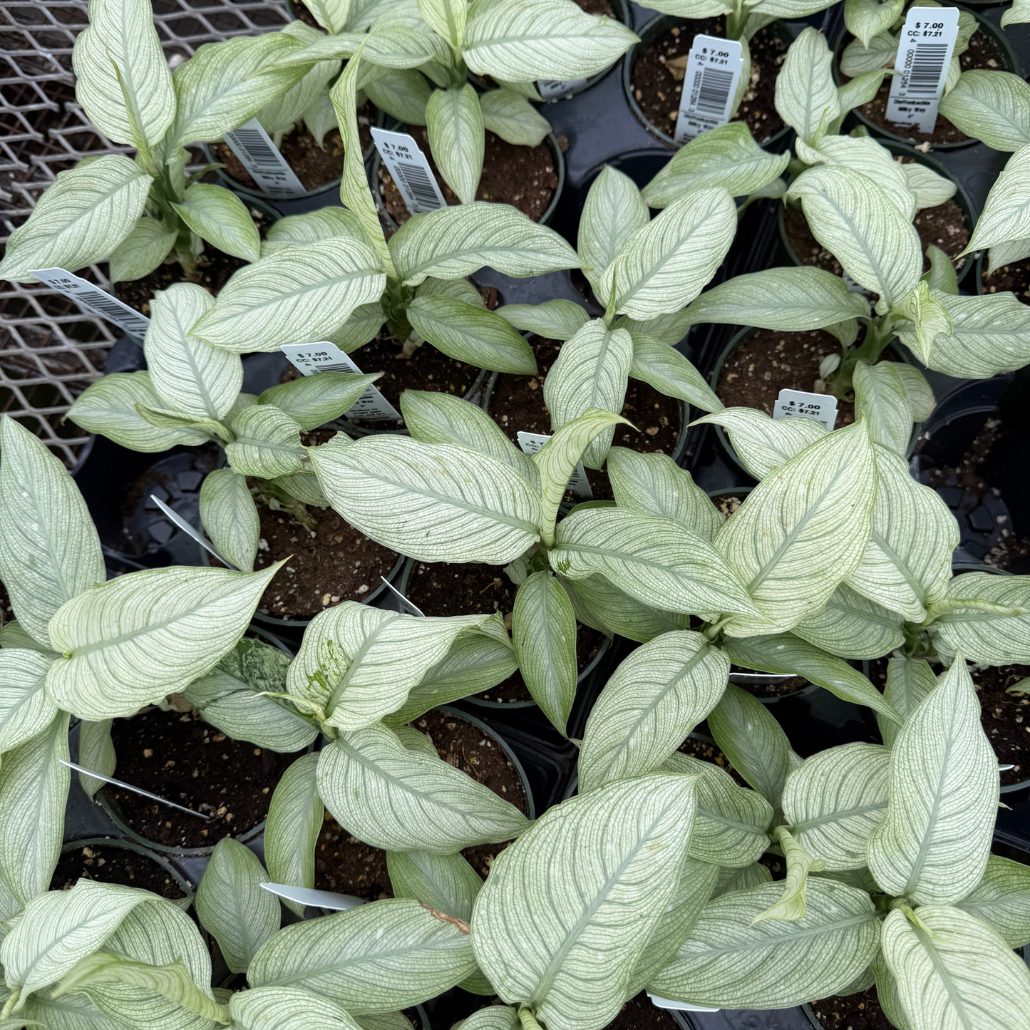 Dieffenbachia 'Milky Way'