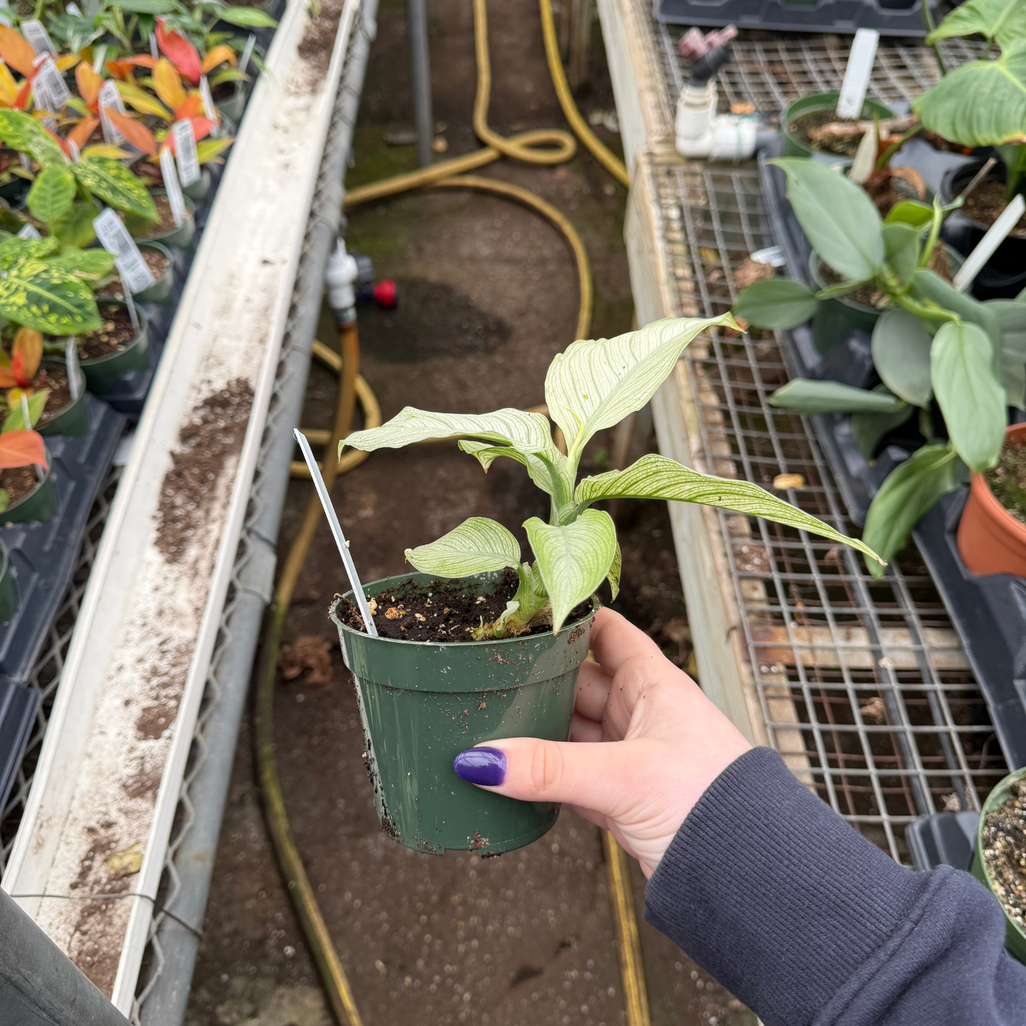 Dieffenbachia 'Milky Way'