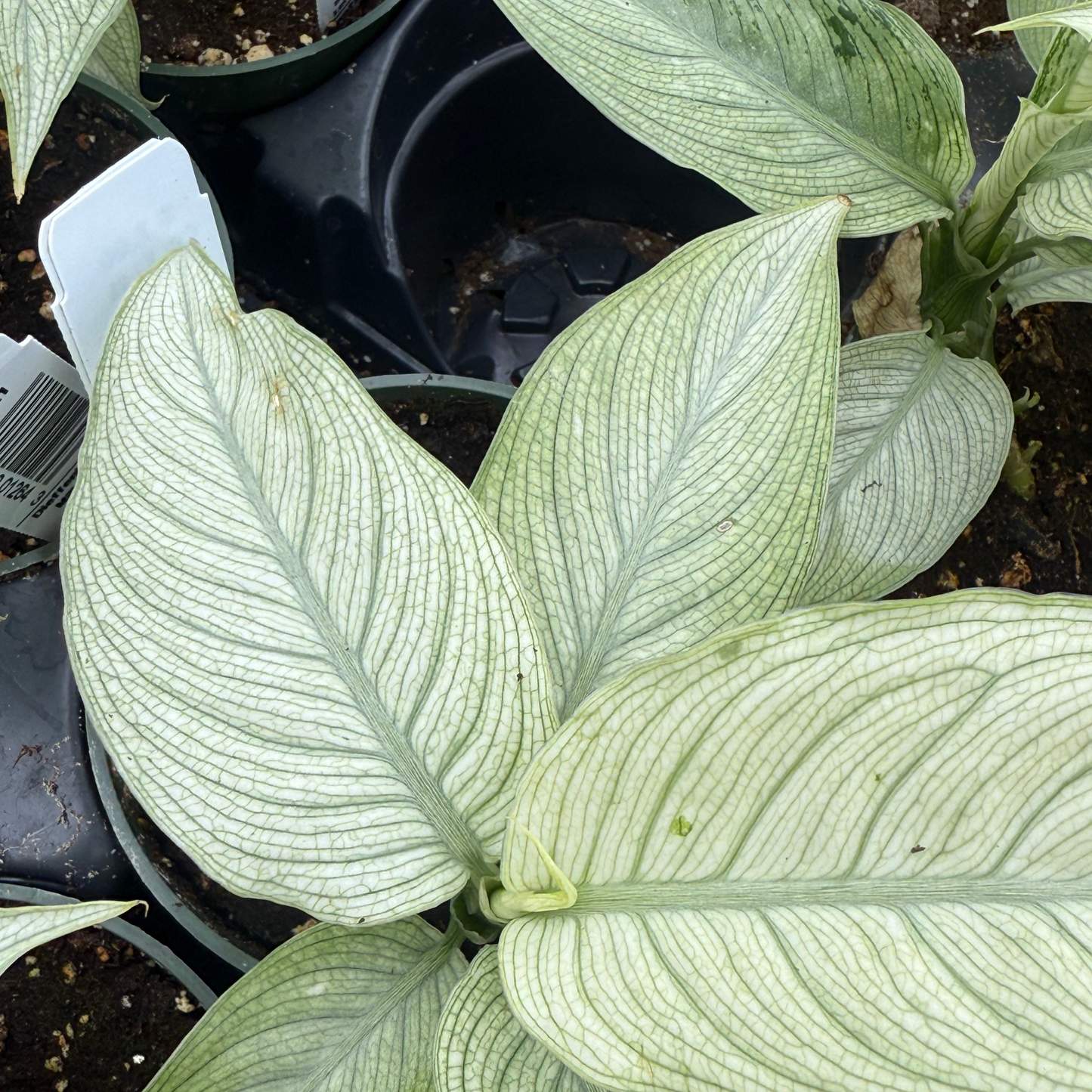 Dieffenbachia 'Milky Way'