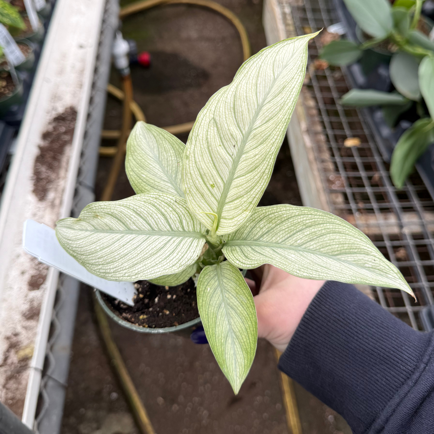 Dieffenbachia 'Milky Way'