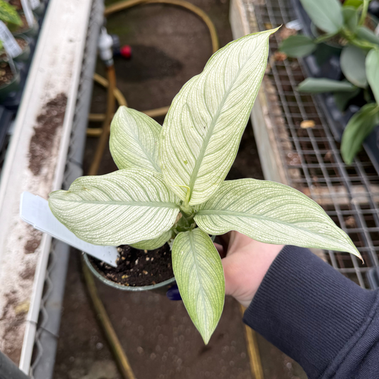Dieffenbachia 'Milky Way'