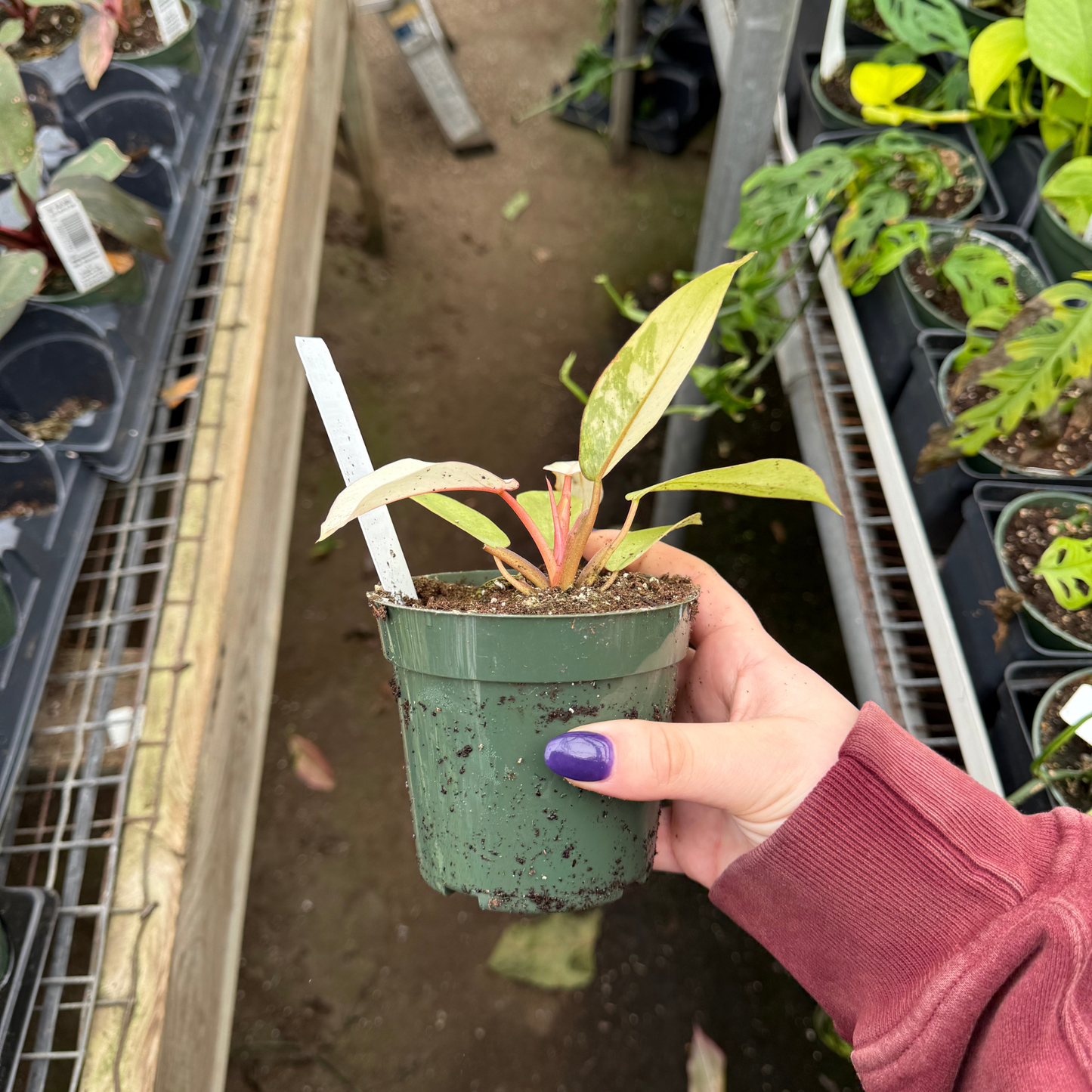 Philodendron Snowdrift