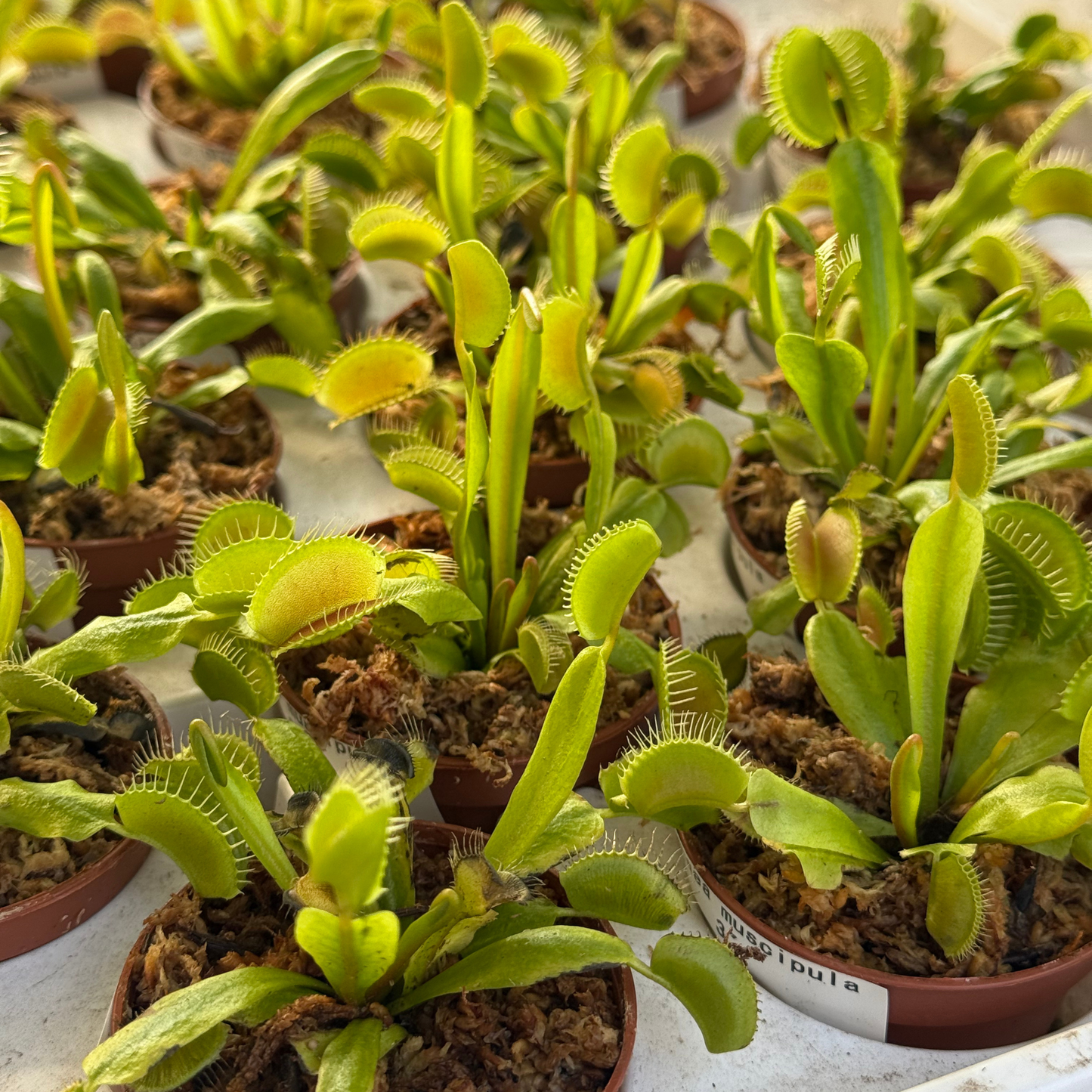 Dionaea muscipula- Venus Flytrap