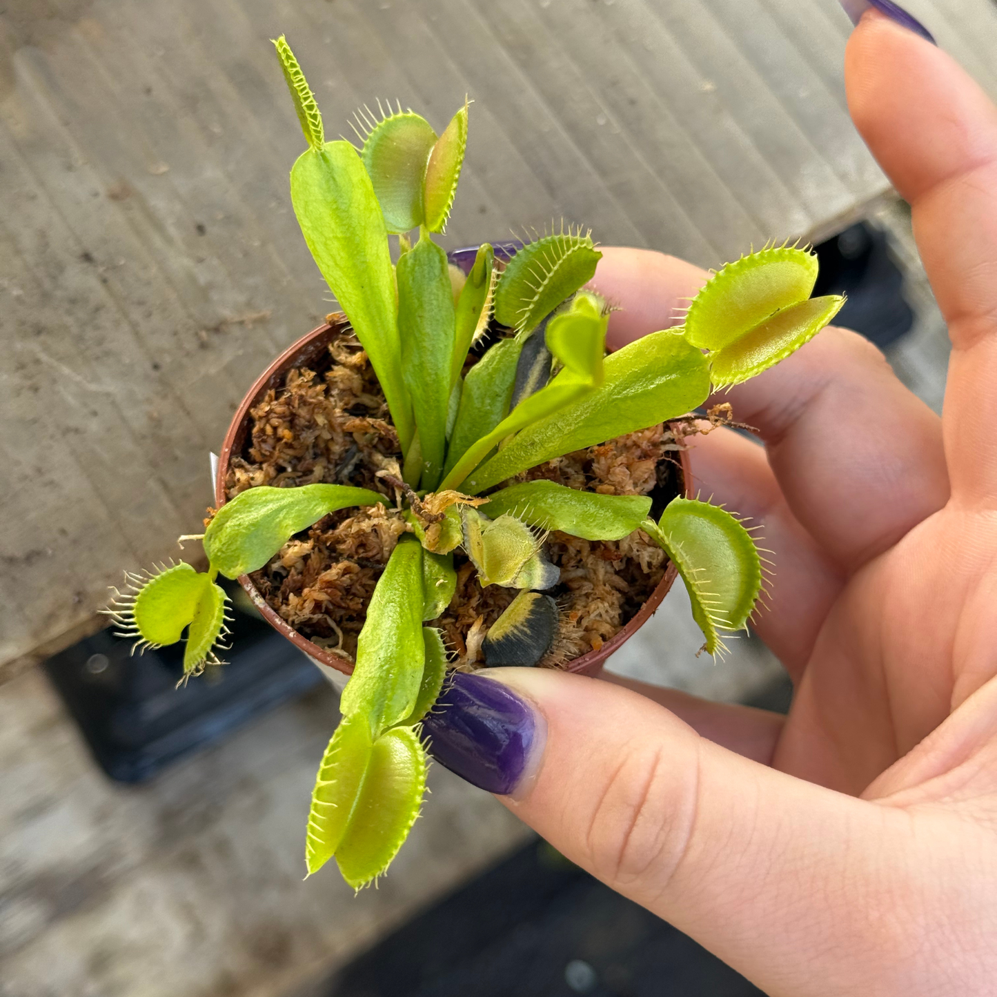 Dionaea muscipula- Venus Flytrap
