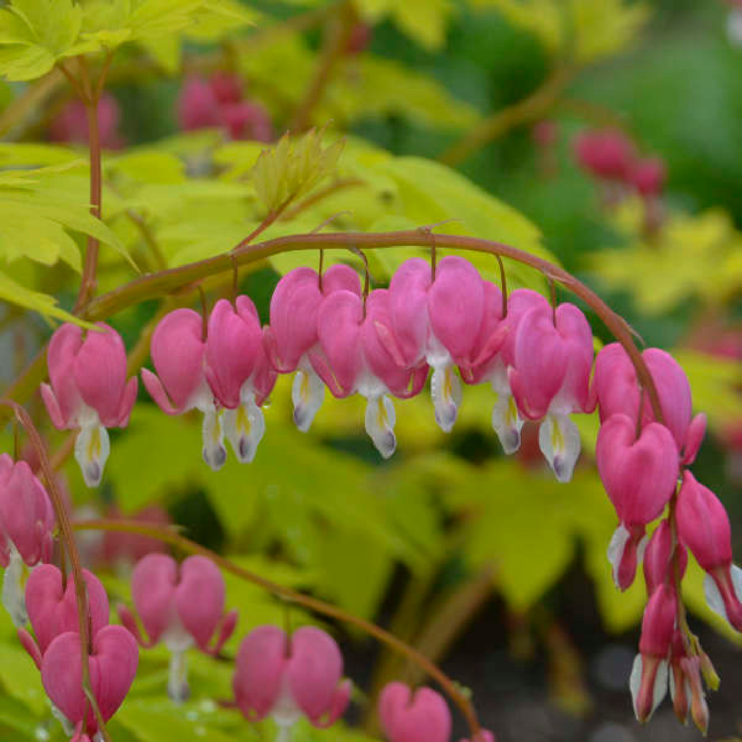 Dicentra spectabilis 'Gold Heart'