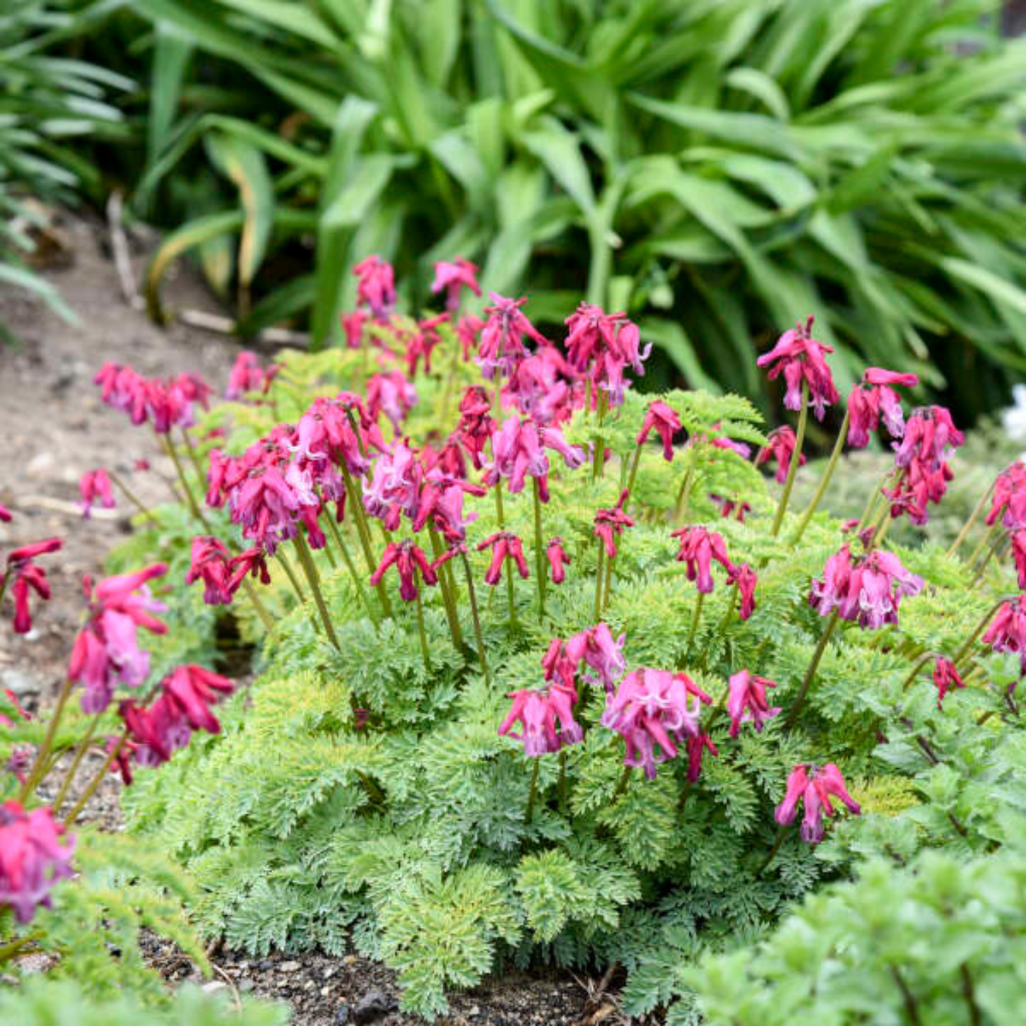 Dicentra 'Passion Hearts'