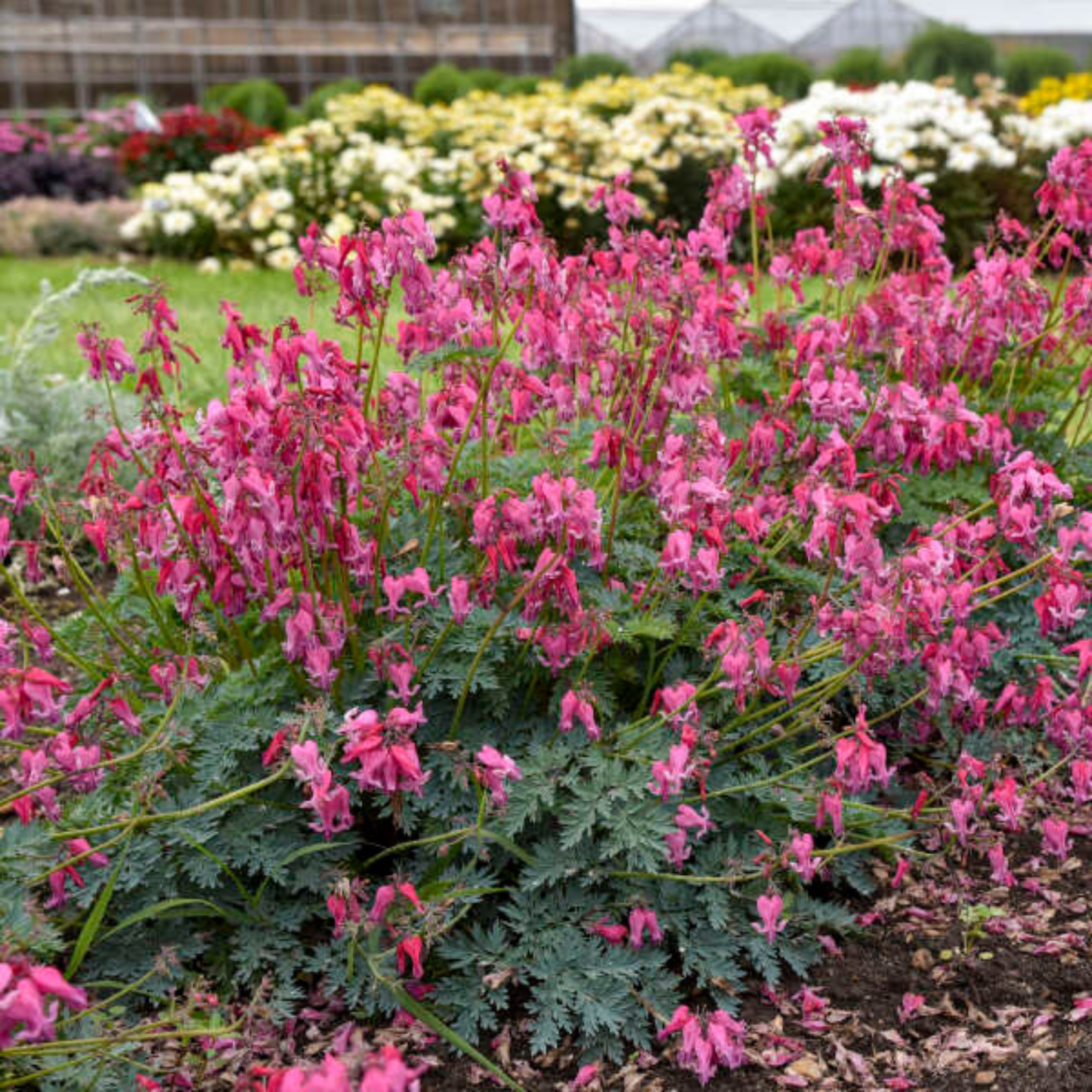 Dicentra 'Passion Hearts'