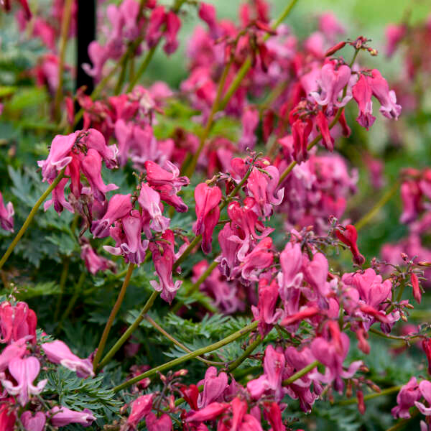 Dicentra 'Passion Hearts'