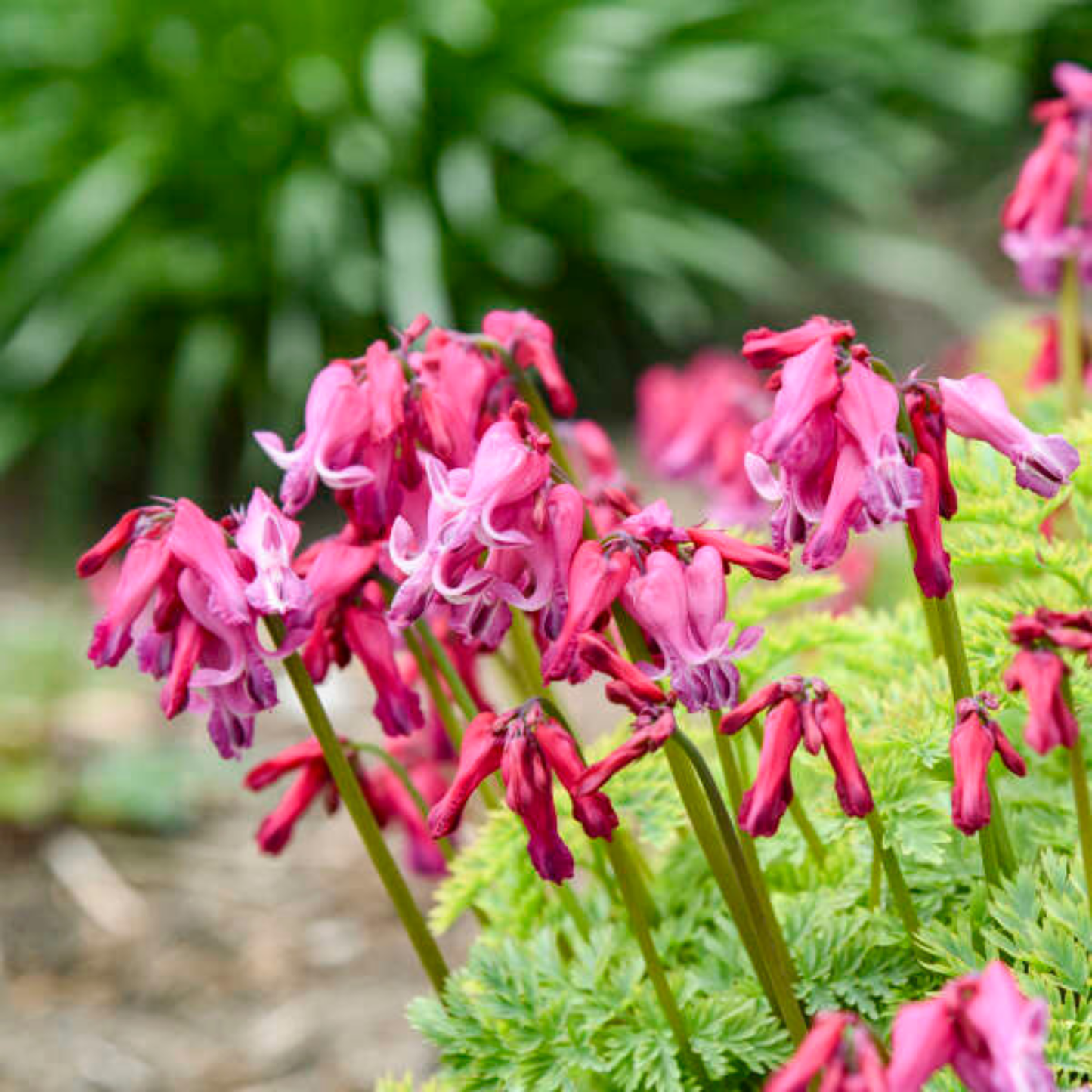 Dicentra 'Passion Hearts'