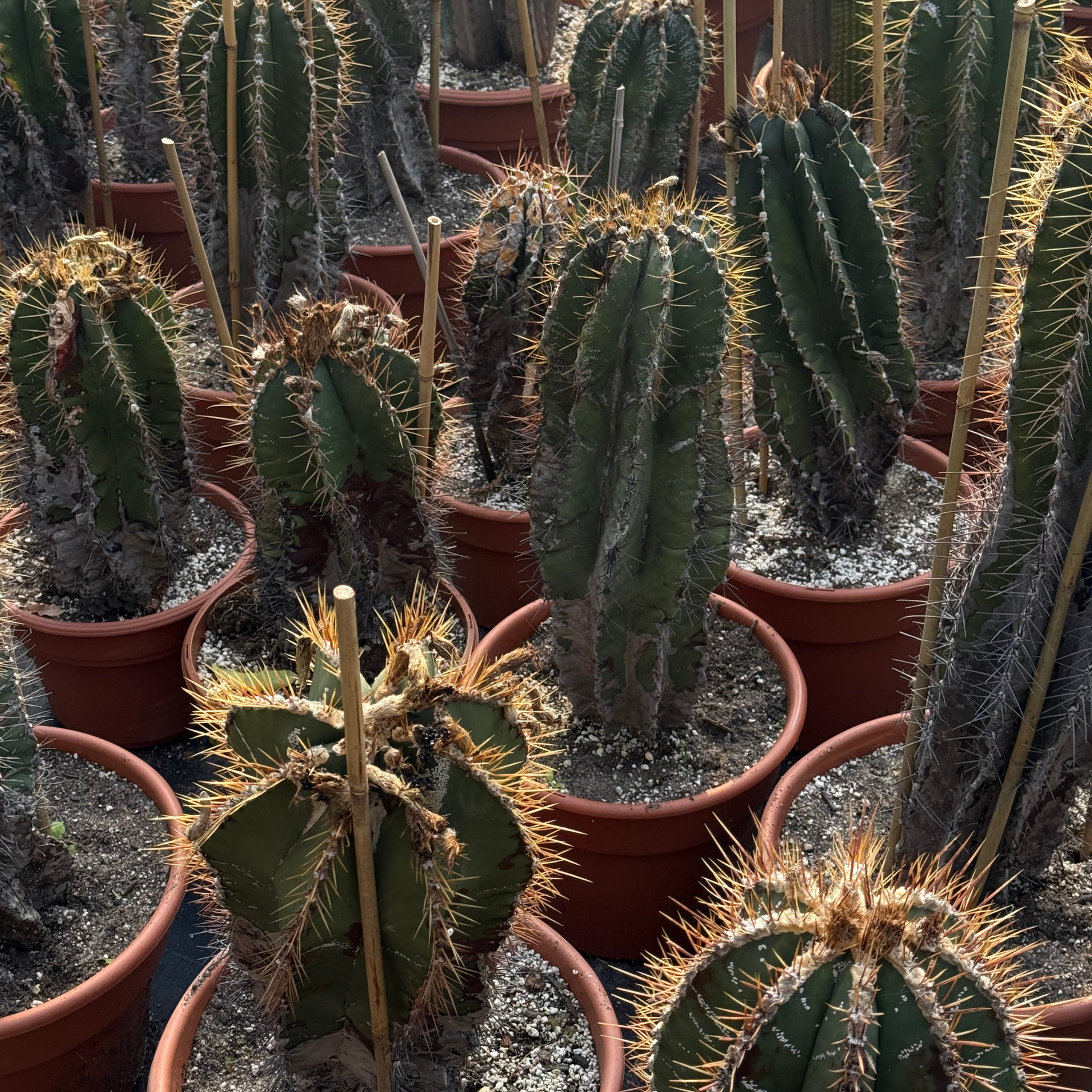 Astrophytum ornatum – Fantastic Gardens Astrophytum ornatum – Fantastic Gardens