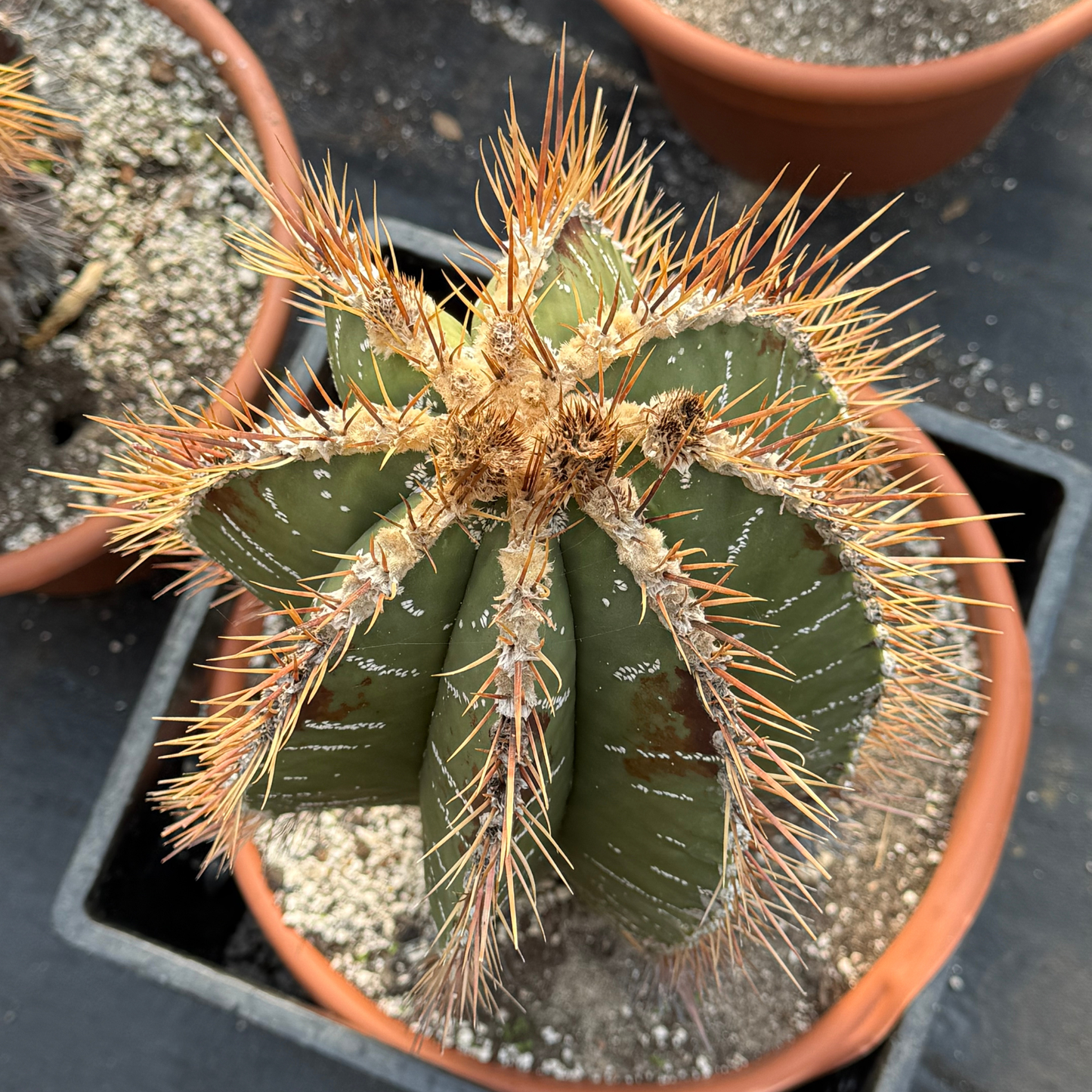 Astrophytum ornatum