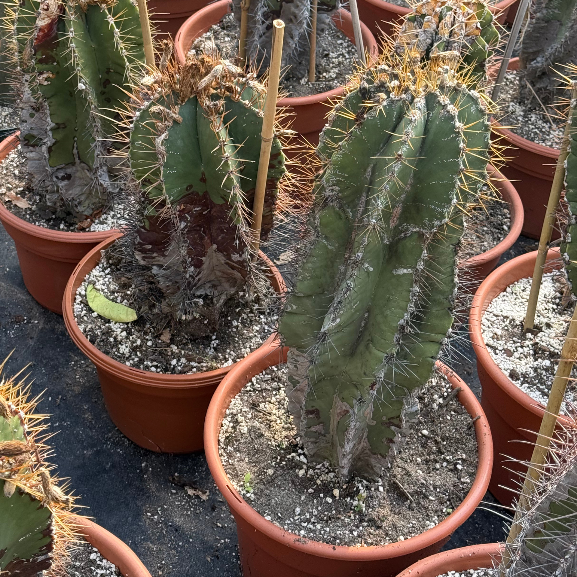 Astrophytum ornatum – Fantastic Gardens