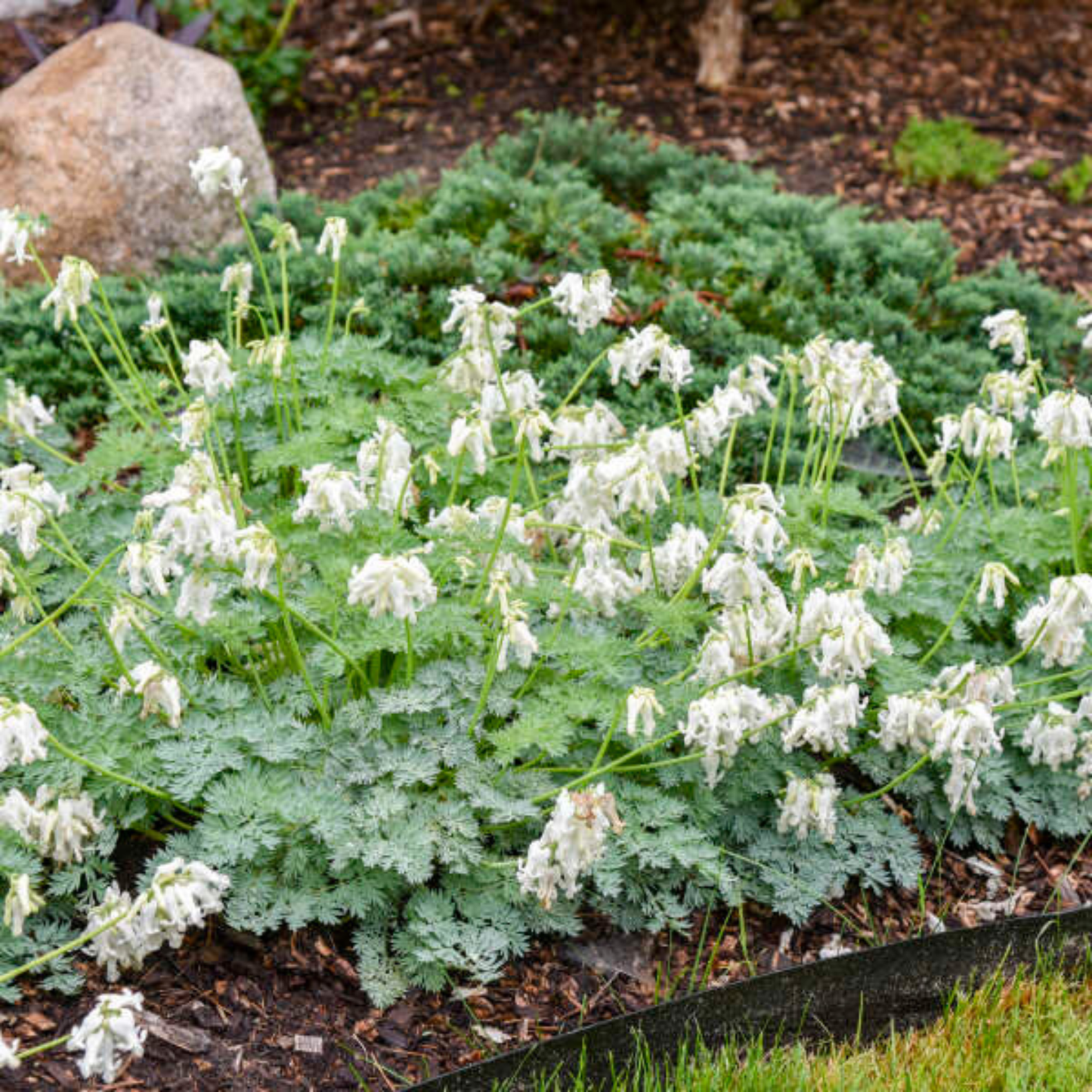 Dicentra 'White Diamonds'