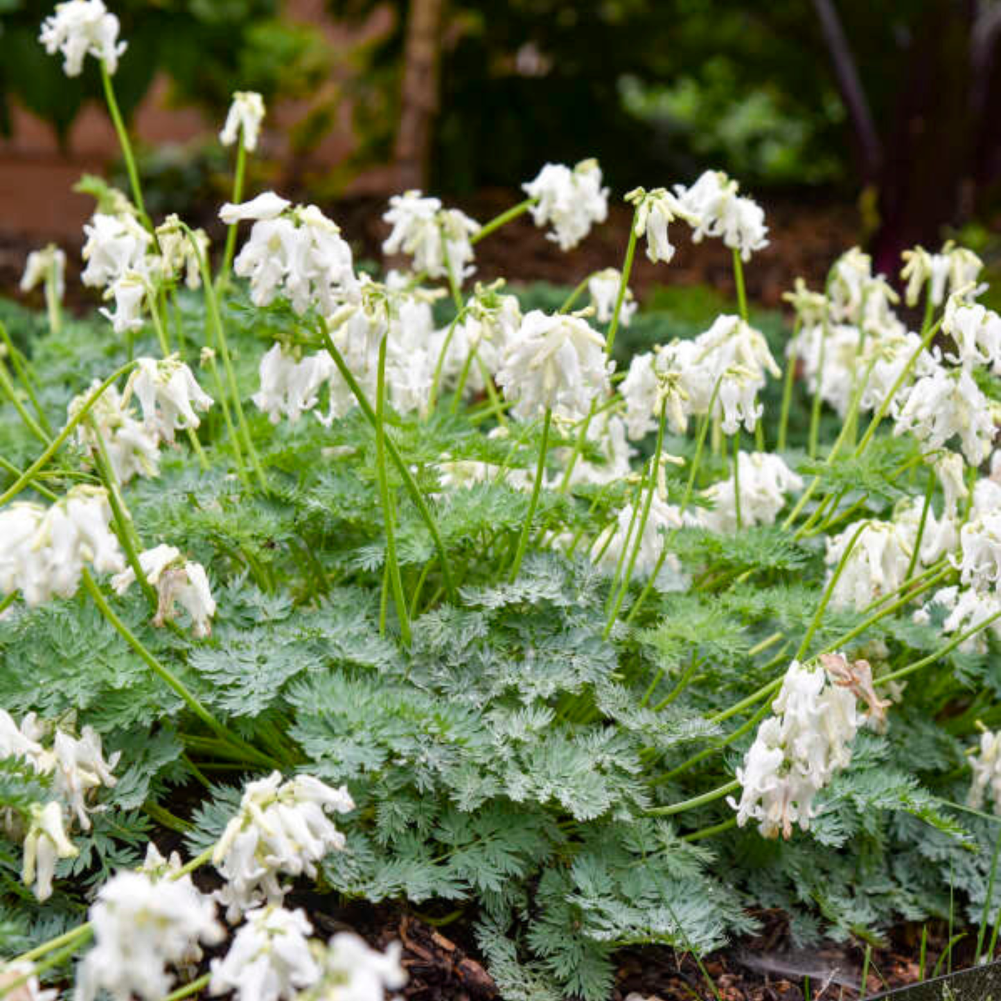 Dicentra 'White Diamonds'