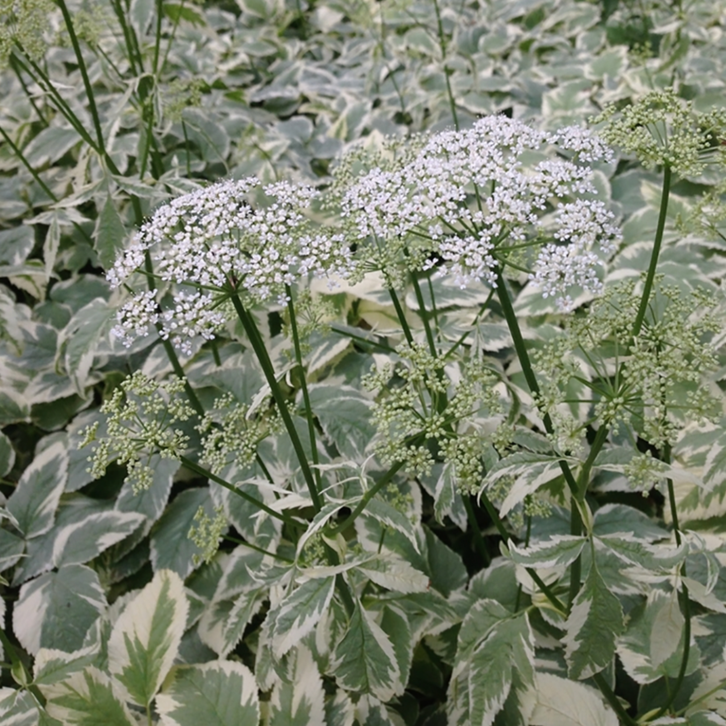 Aegopodium podagraria 'Snow on the Mountain'