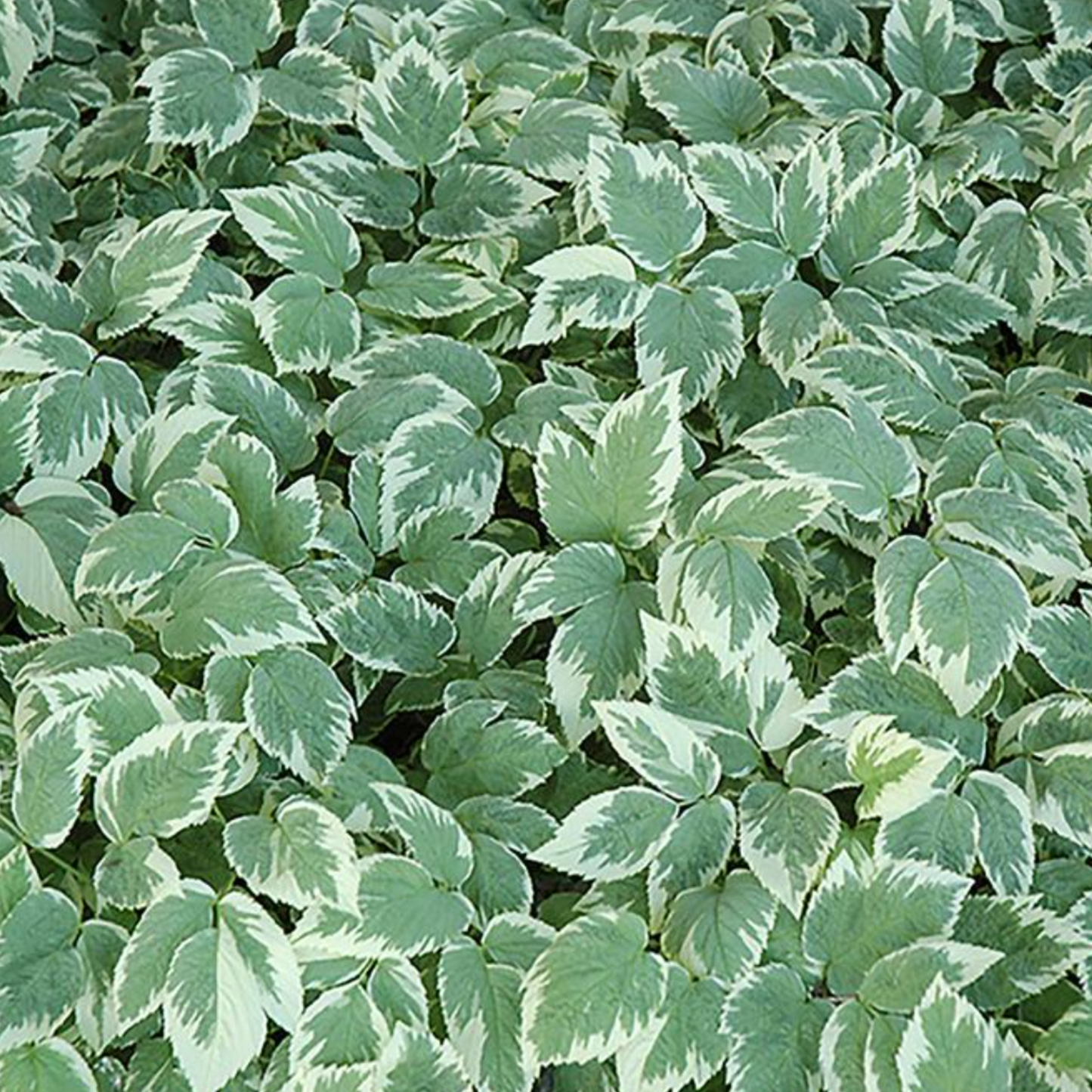 Aegopodium podagraria 'Snow on the Mountain'