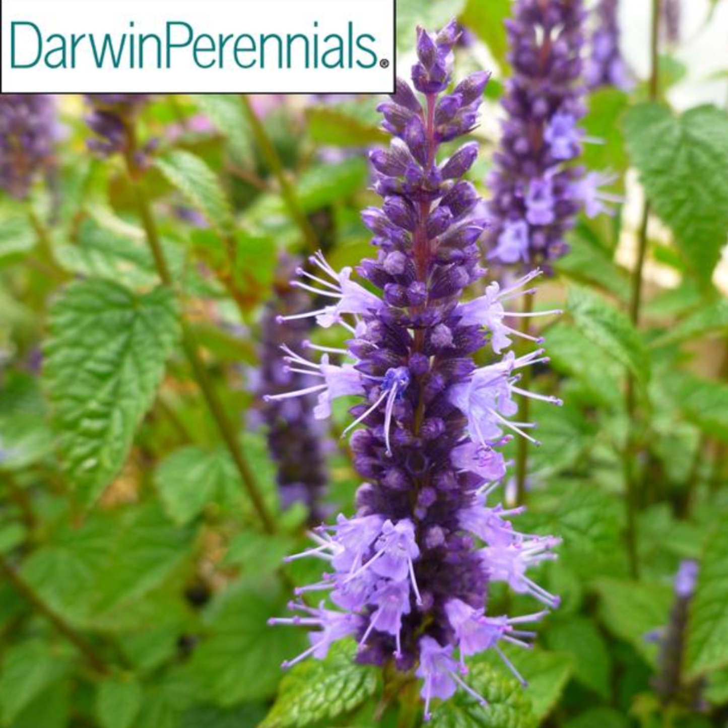 Agastache rugosa 'Little Adder'