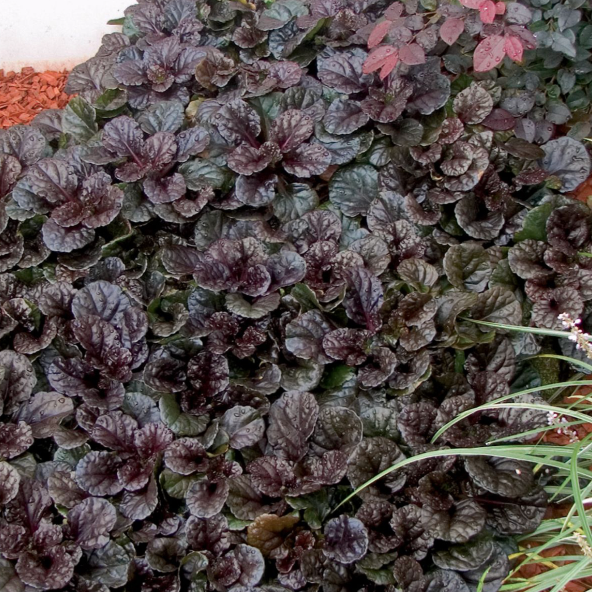 Ajuga reptans 'Black Scallop'  Fantastic Gardens