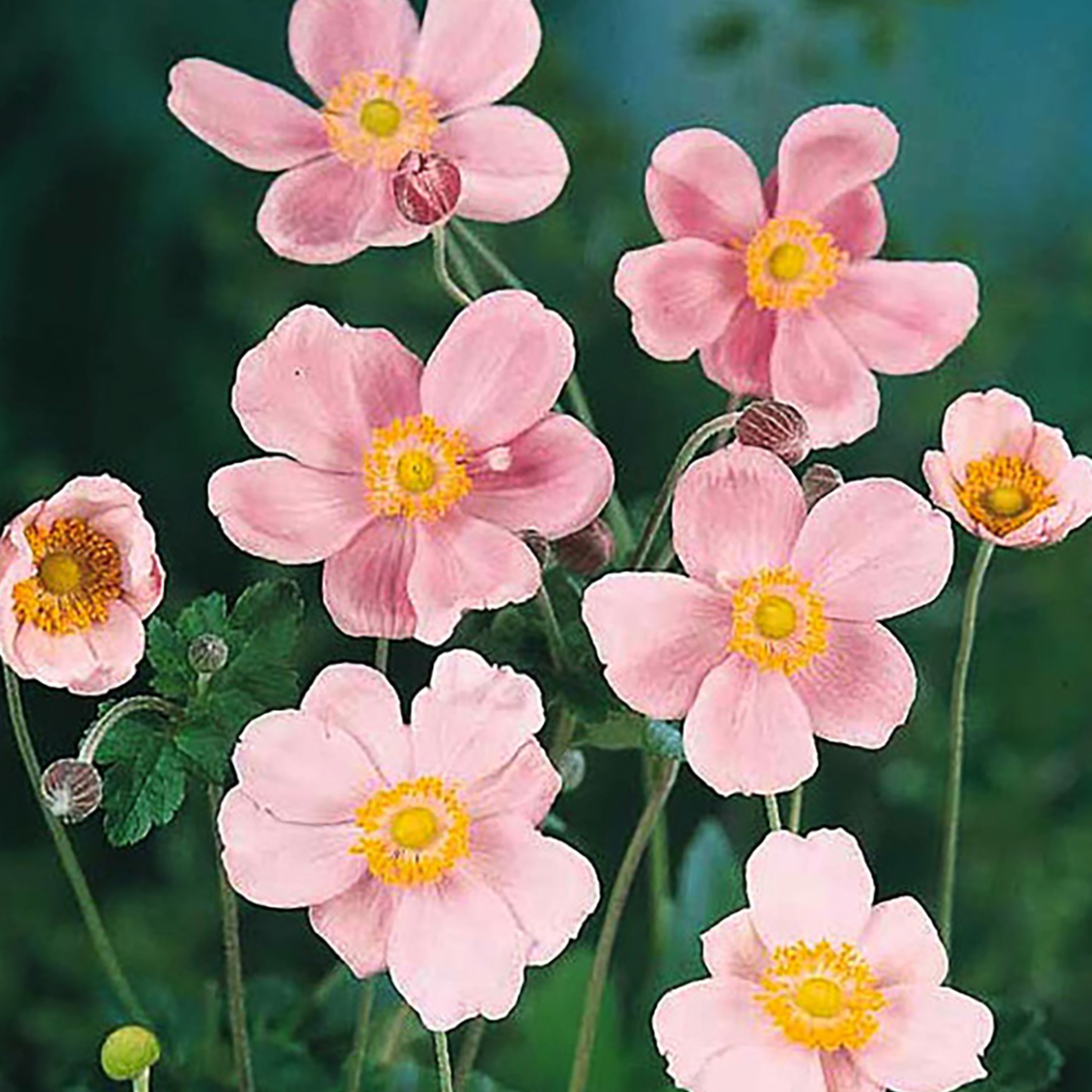 Anemone hupehensis 'Pink Saucer'