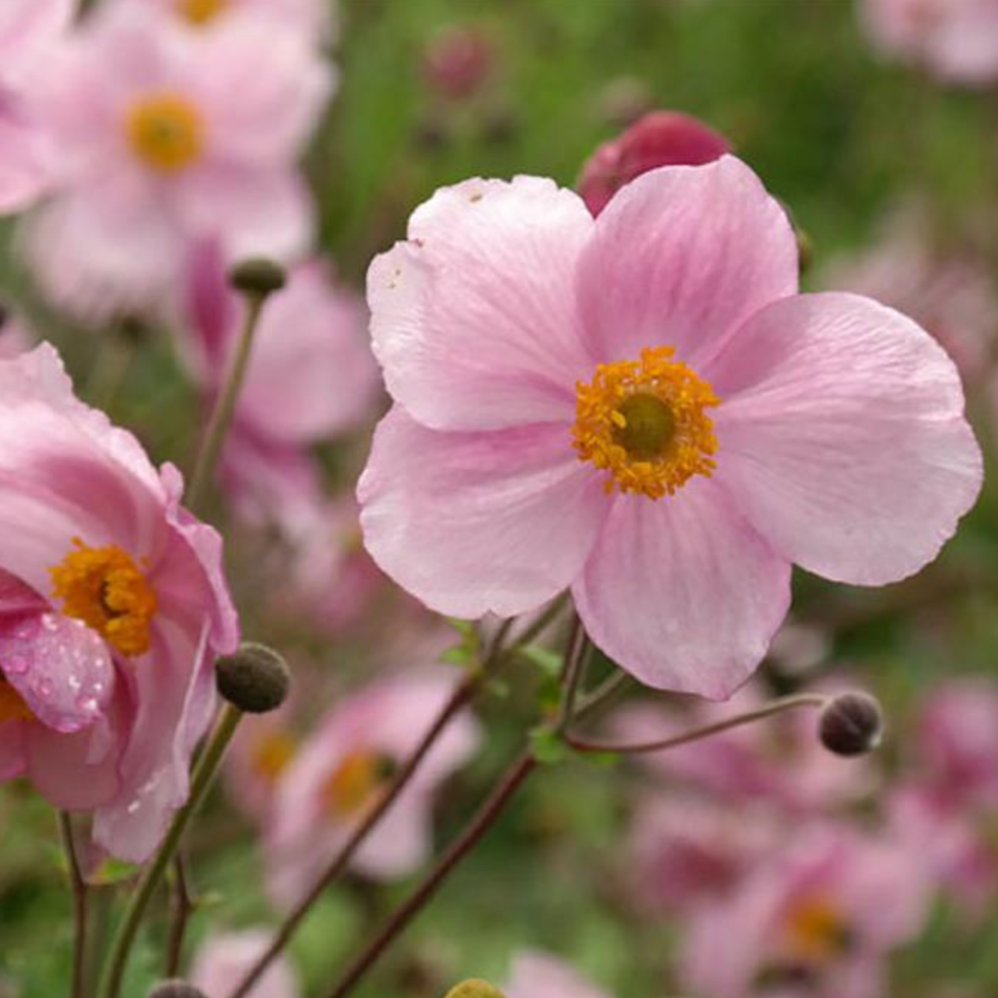 Anemone hupehensis 'Pink Saucer'