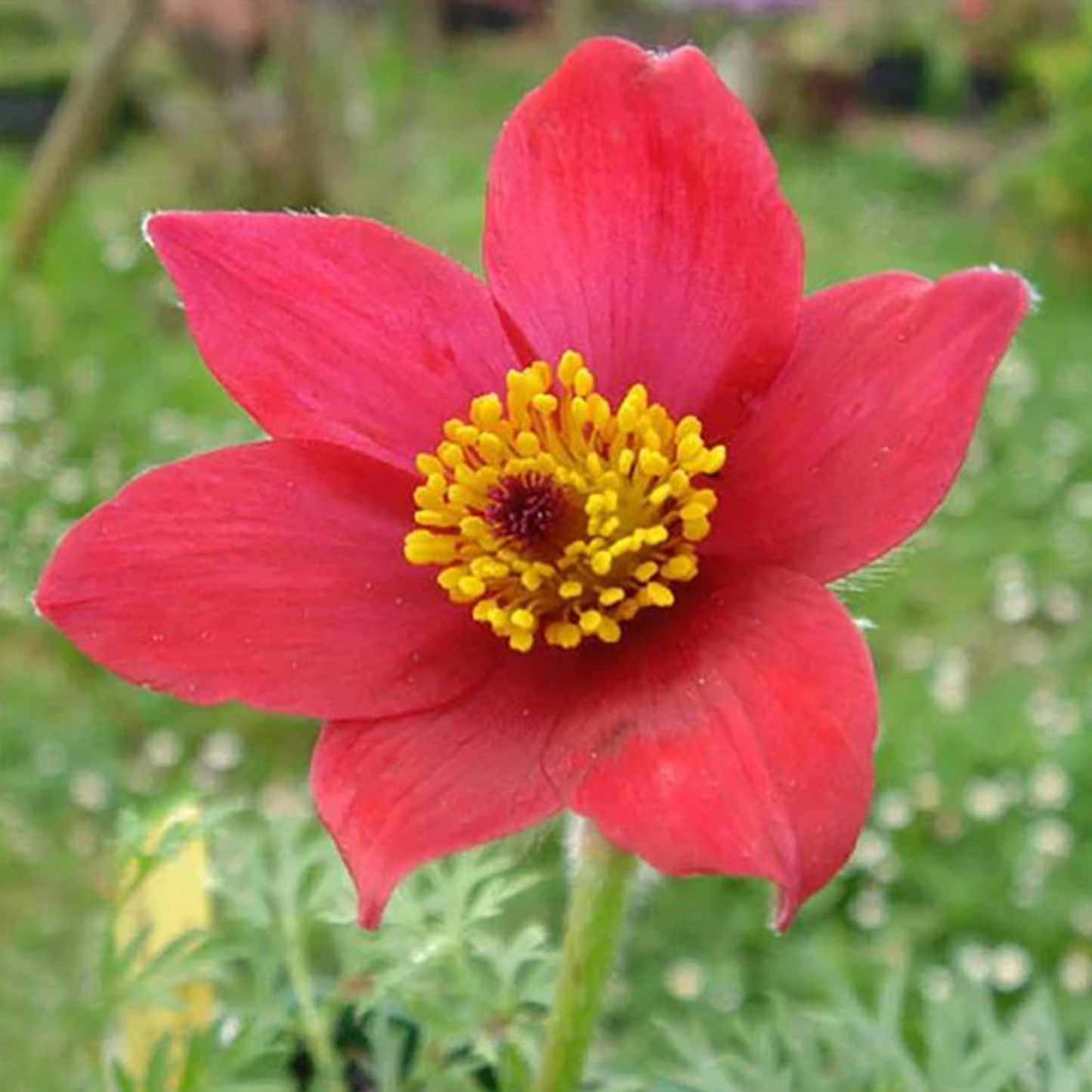 Pulsatilla vulgaris 'Rubra'