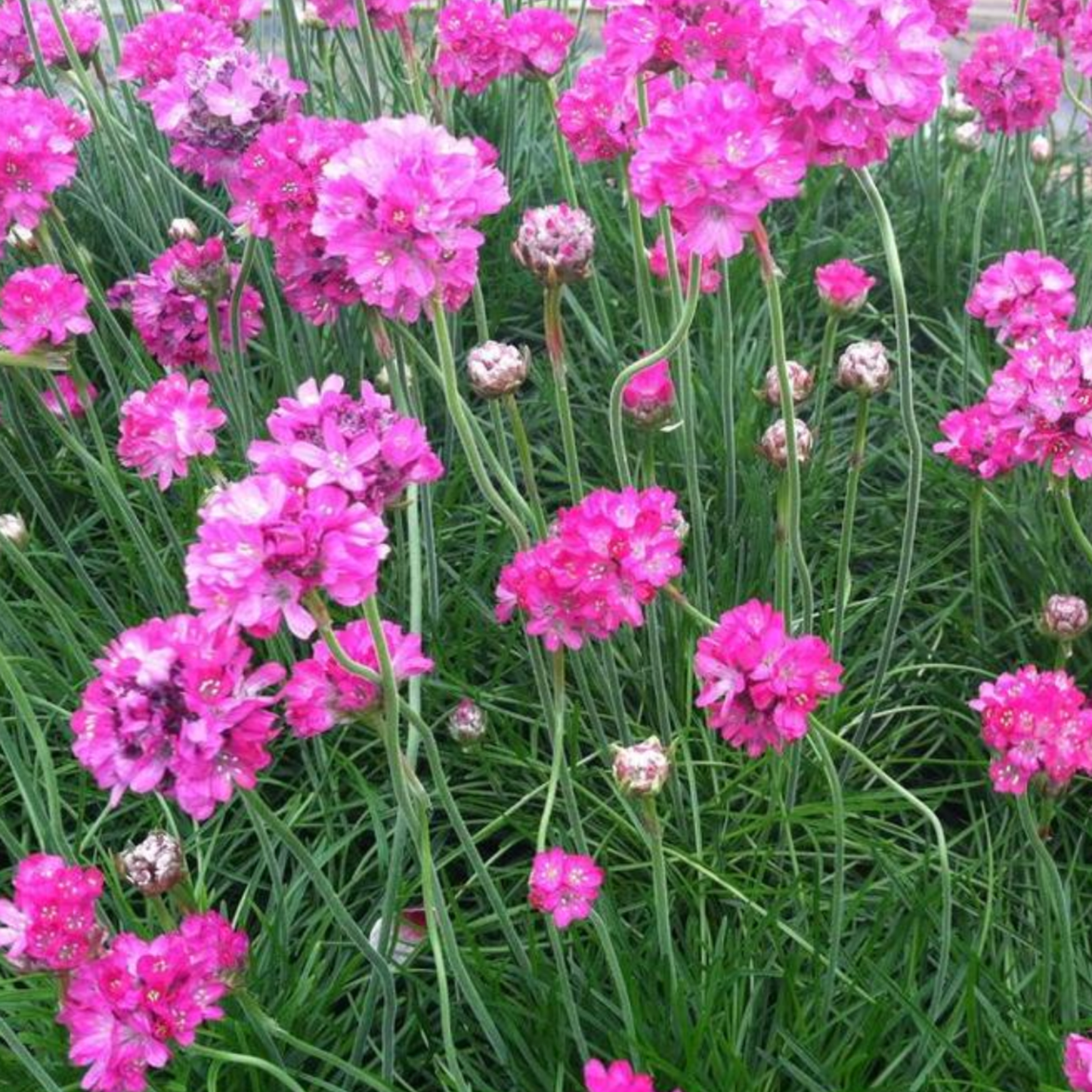 Armeria maritima 'Splendens'