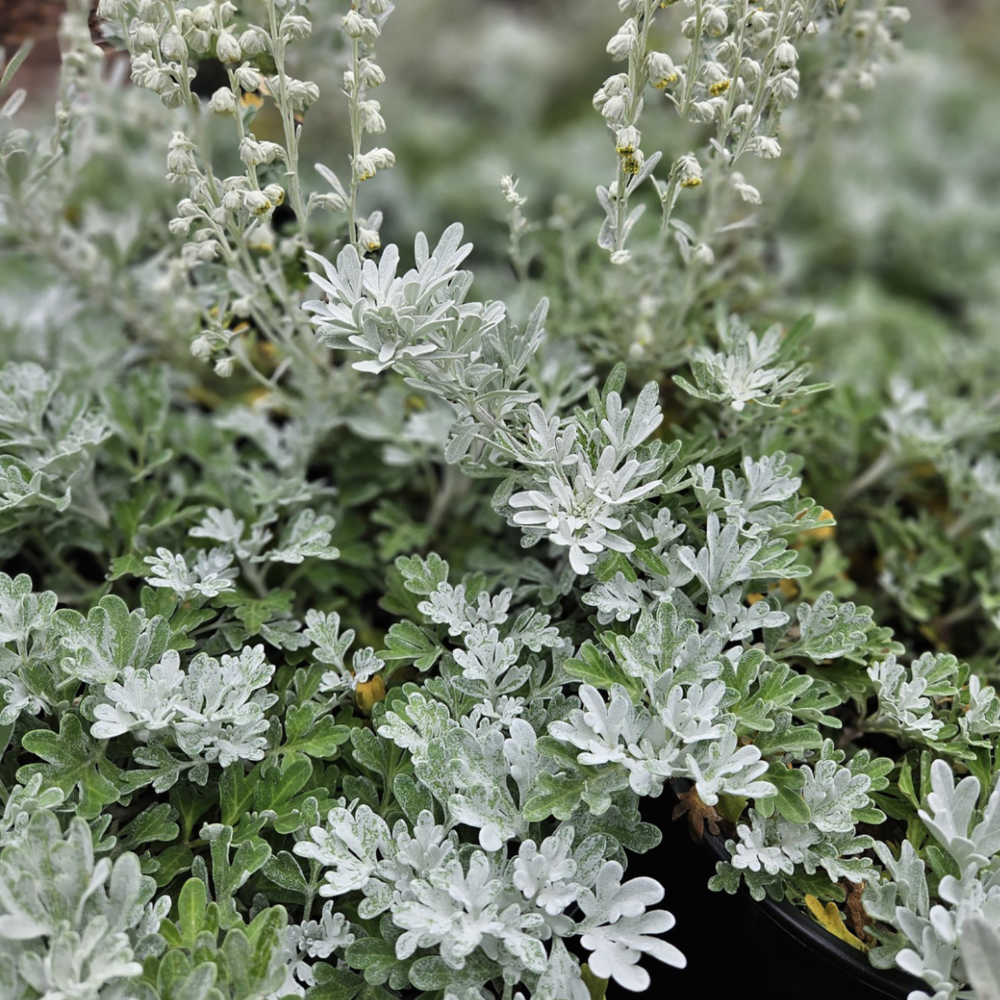 Artemisia stelleriana 'Mori's Strain'
