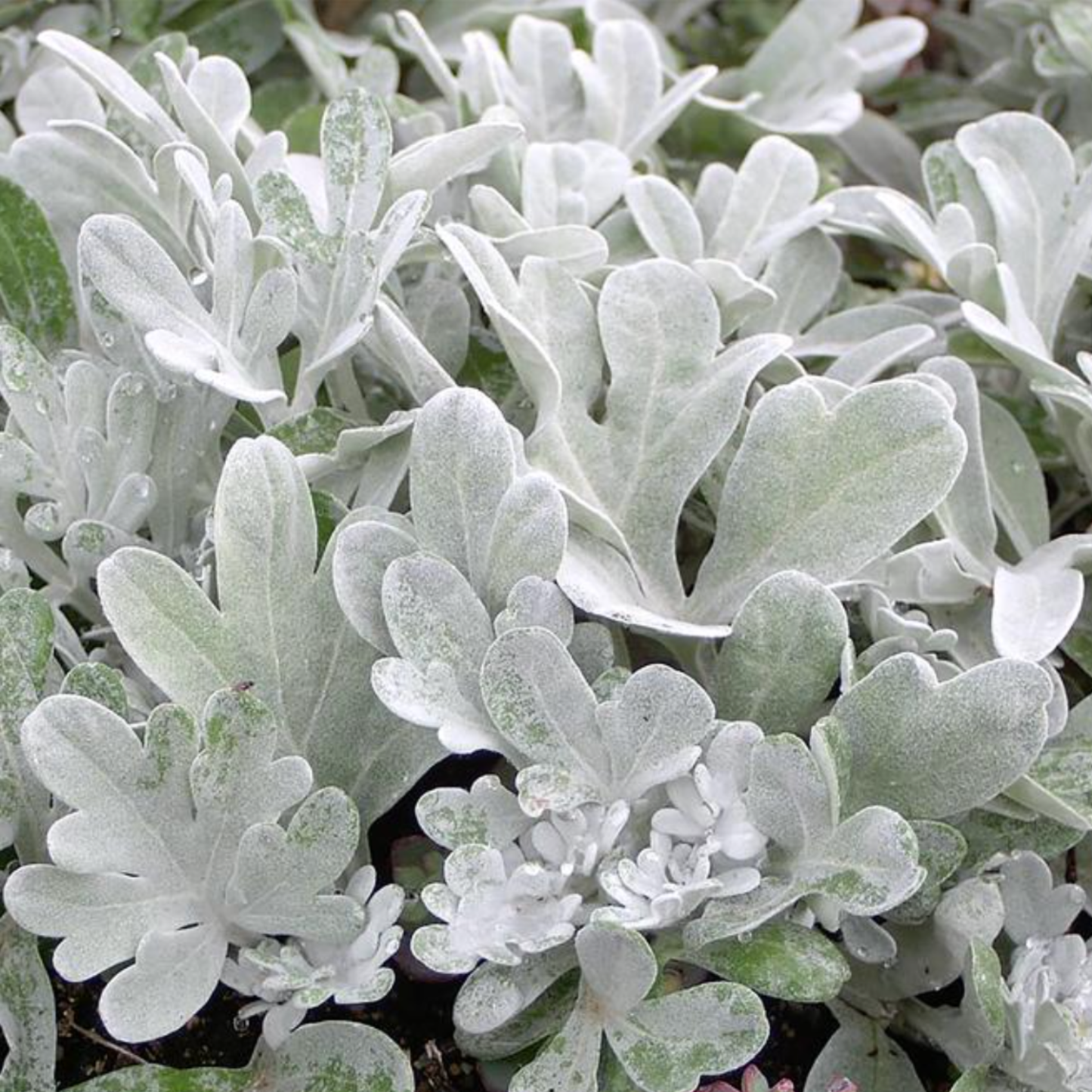 Artemisia stelleriana 'Mori's Strain'
