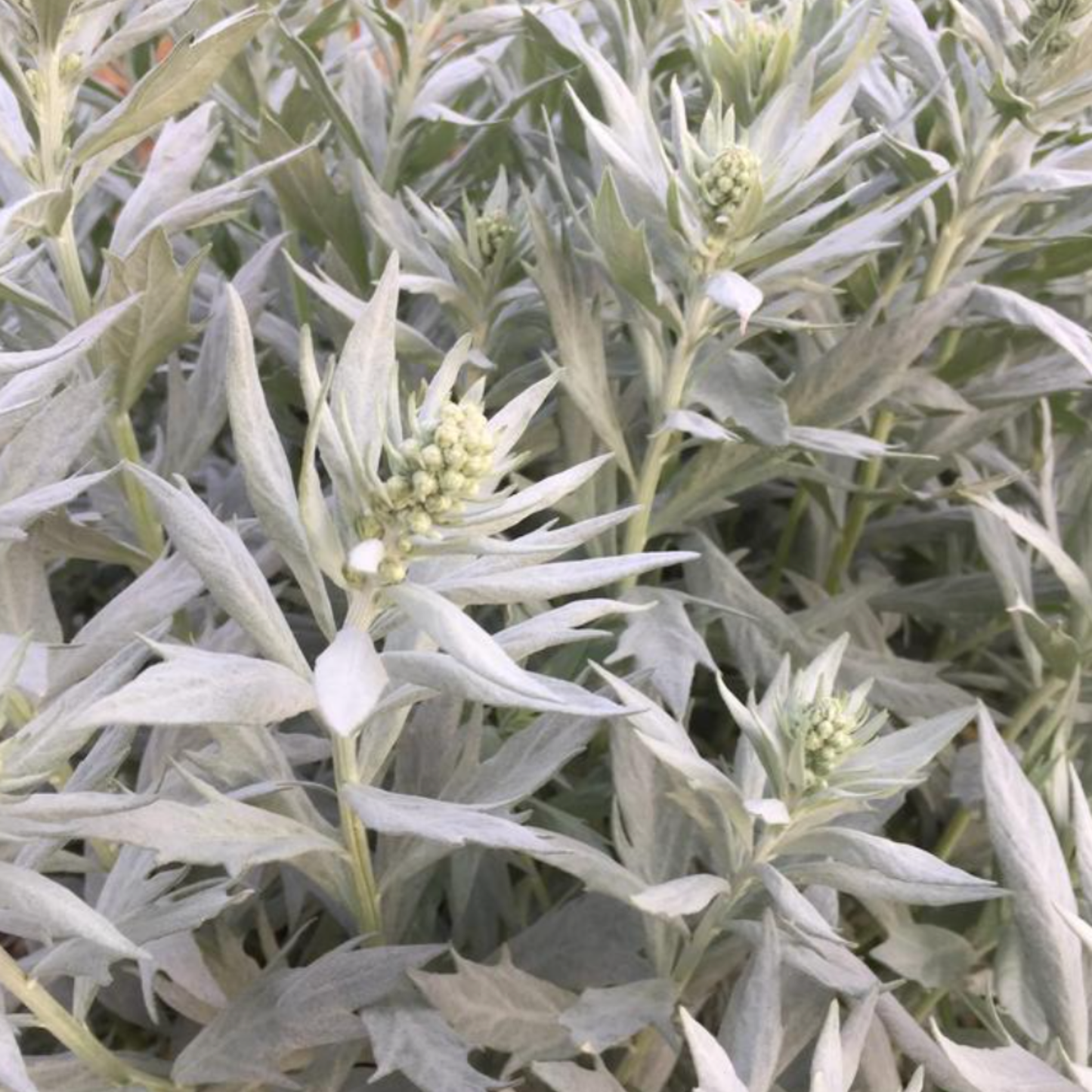 Artemisia ludoviciana 'Valerie Finnis'
