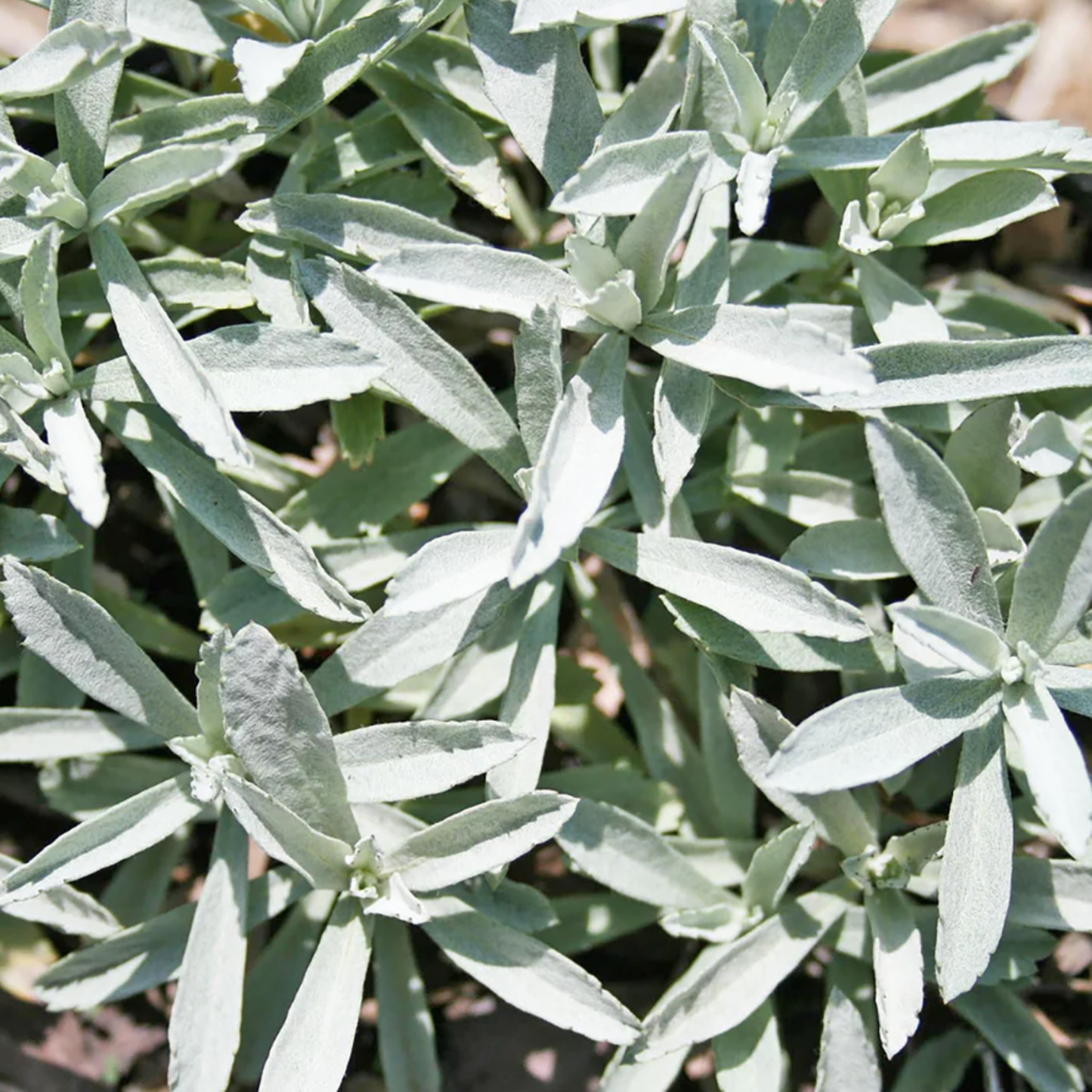 Artemisia ludoviciana 'Valerie Finnis'