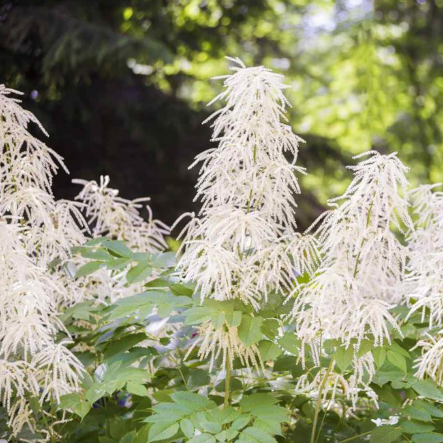 Aruncus aethusifolius 'Noble Spirits'
