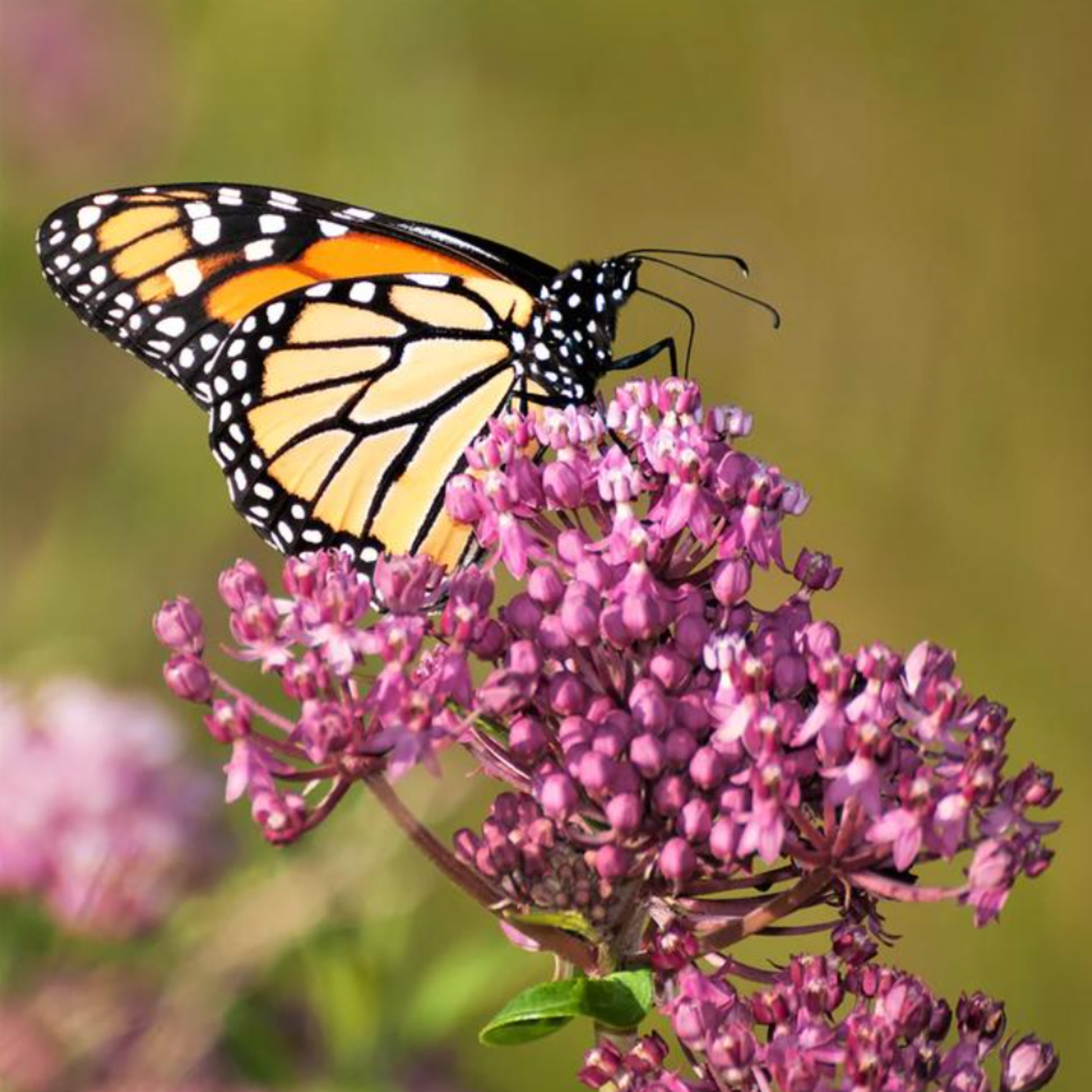Asclepias incarnata 'Soulmate'