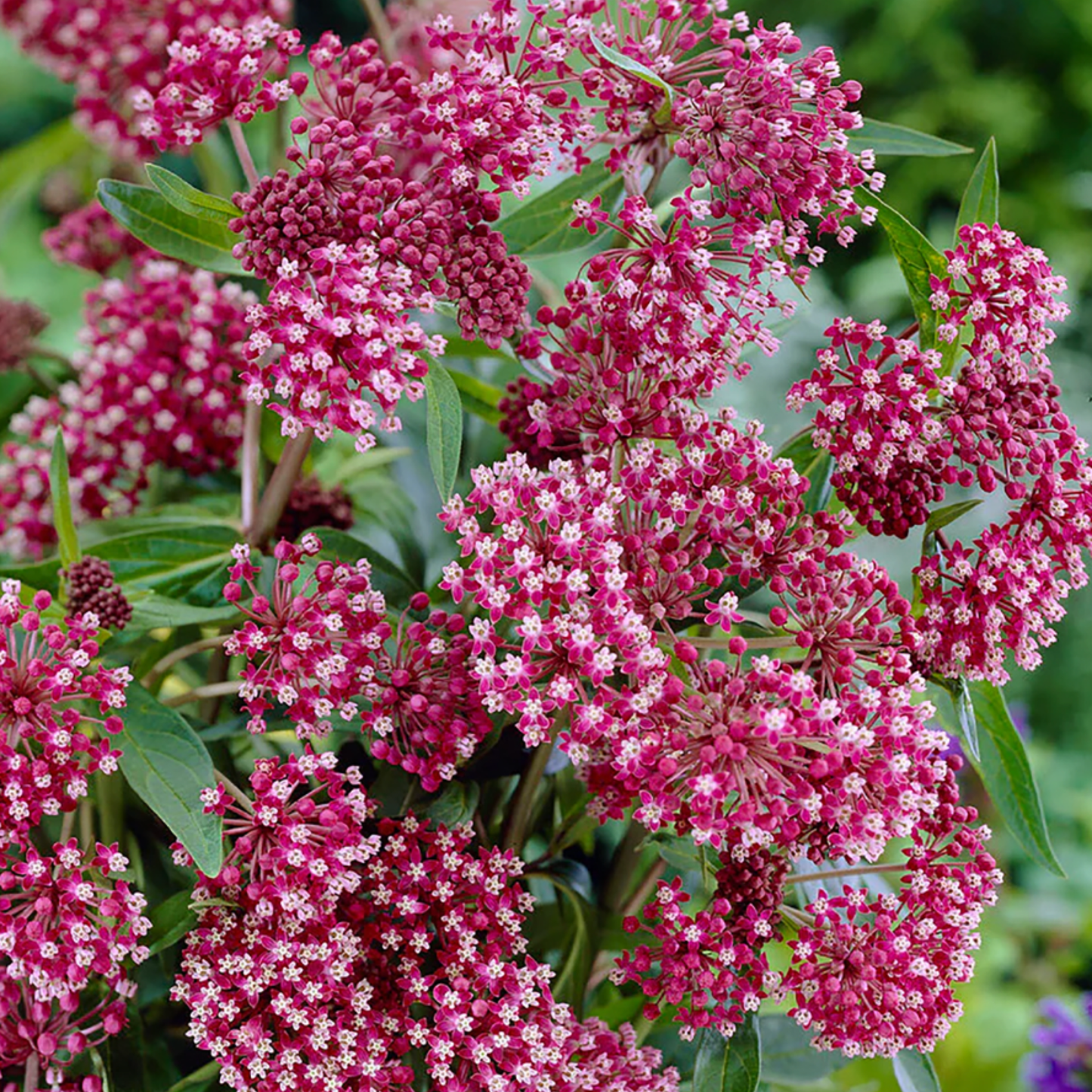Asclepias incarnata 'Soulmate'