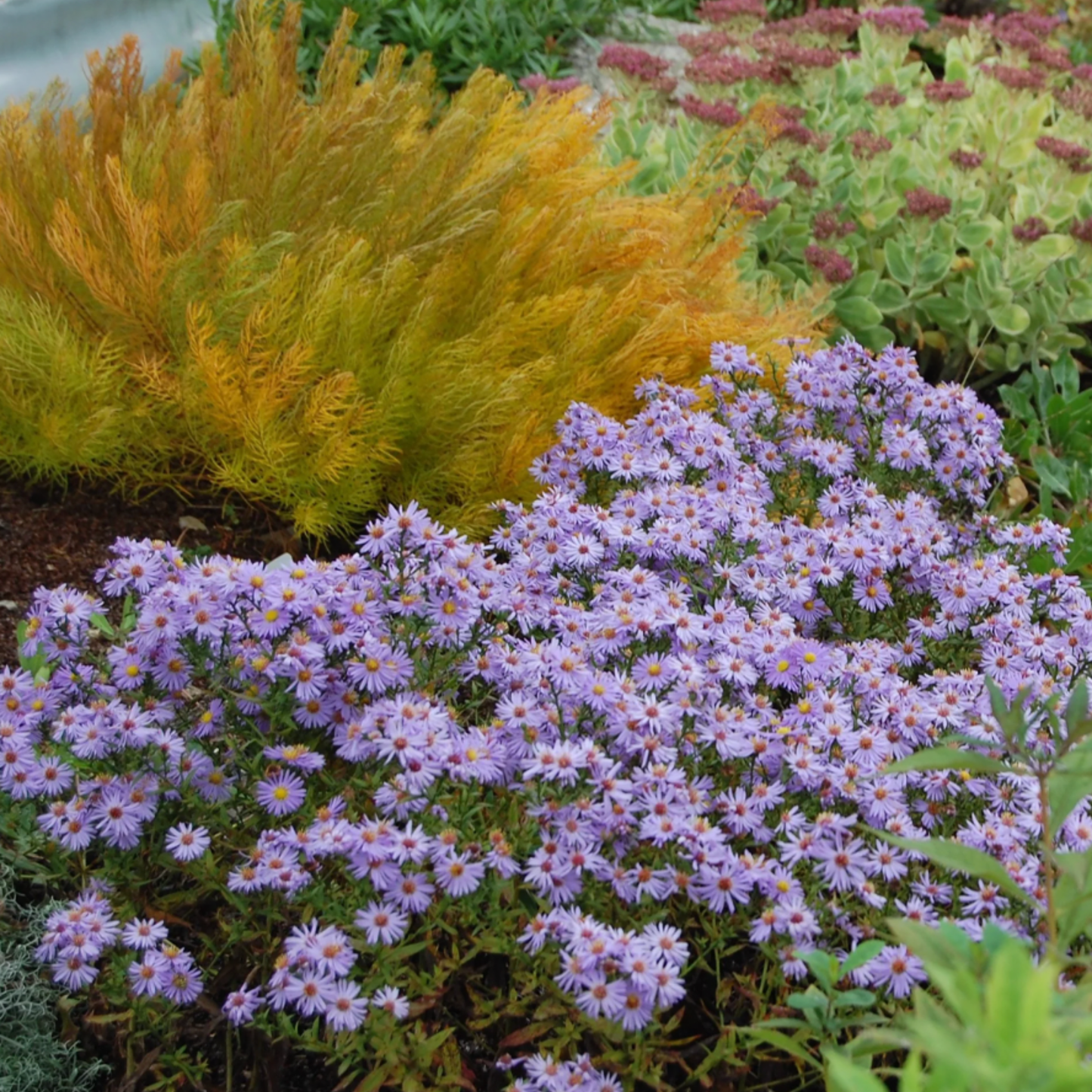 Aster dumosus 'Wood's Light Blue'