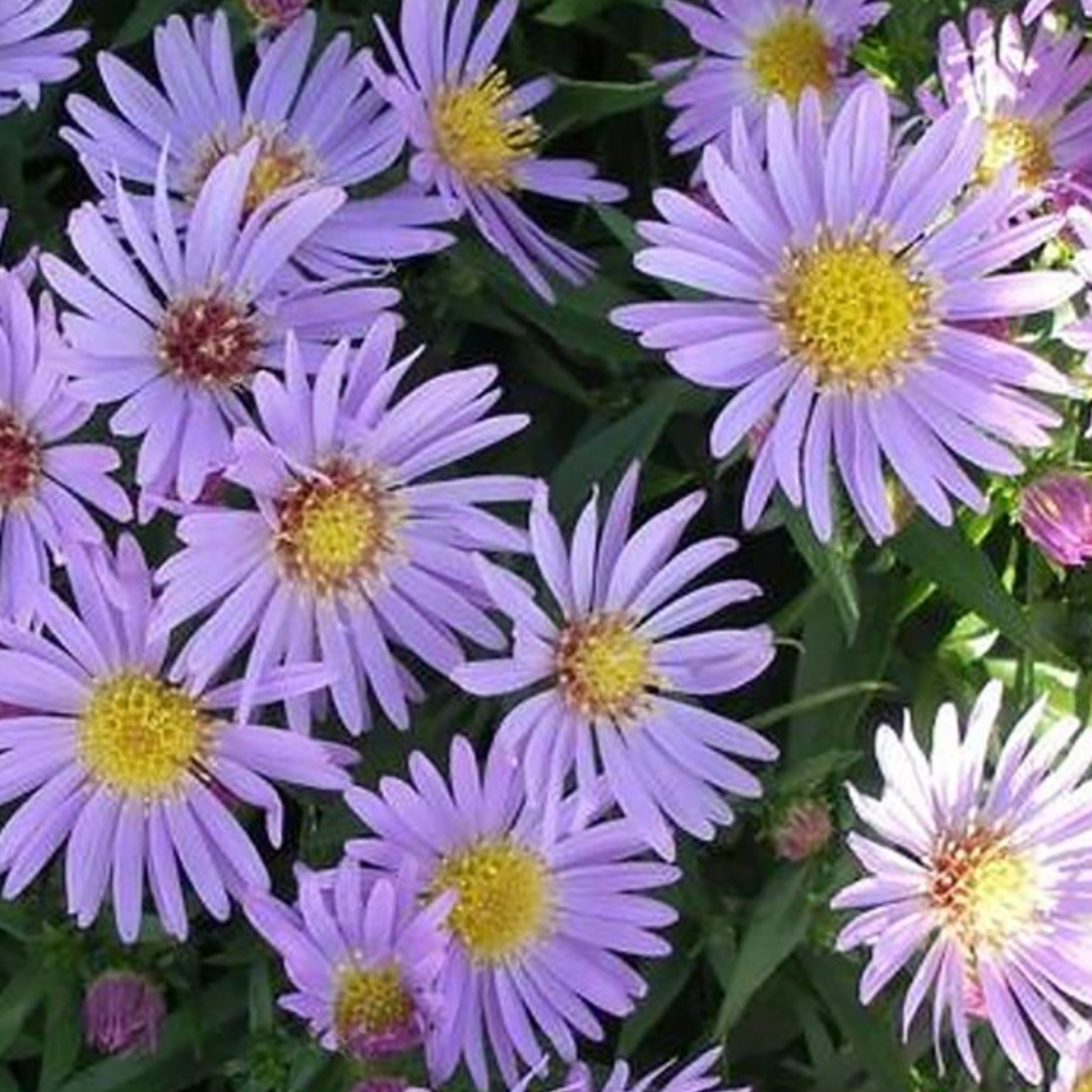 Aster dumosus 'Wood's Light Blue'