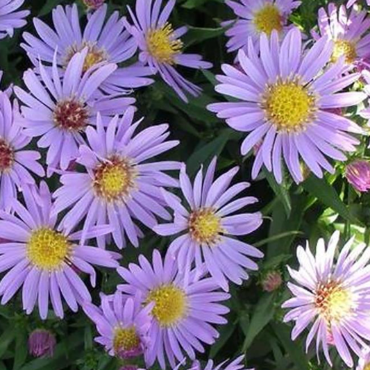 Aster dumosus 'Wood's Light Blue'