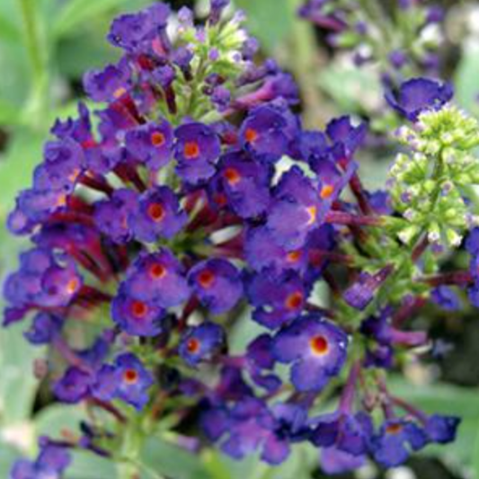 Buddleia davidii 'Black Knight'