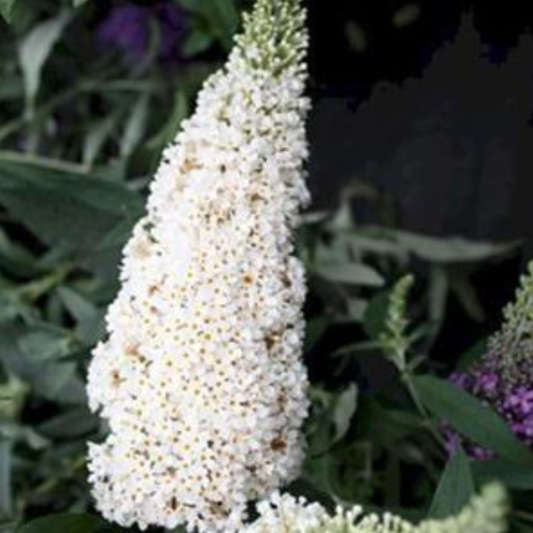 Buddleia davidii 'Buzz Ivory'