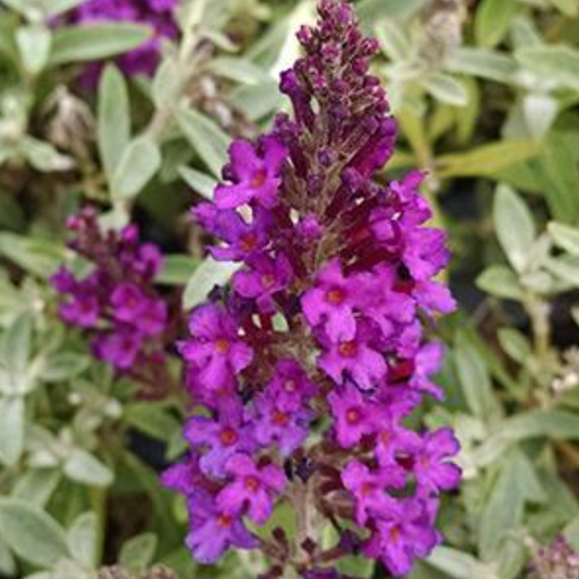 Buddleia davidii 'Buzz Magenta'