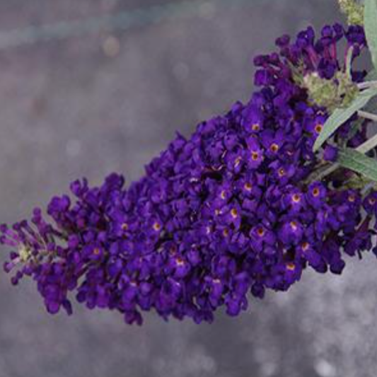 Buddleia davidii 'Buzz Midnight'