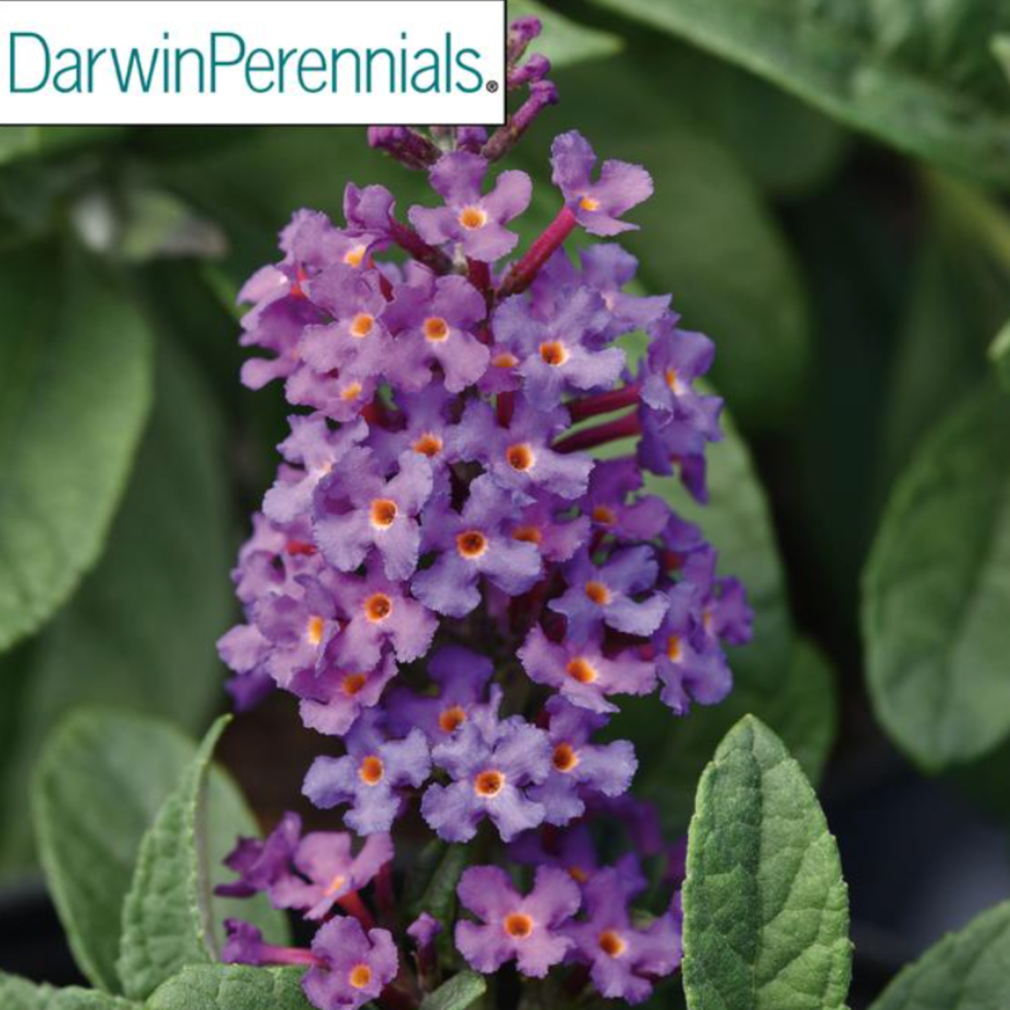 Buddleia hybrid 'Chrysalis Blue'