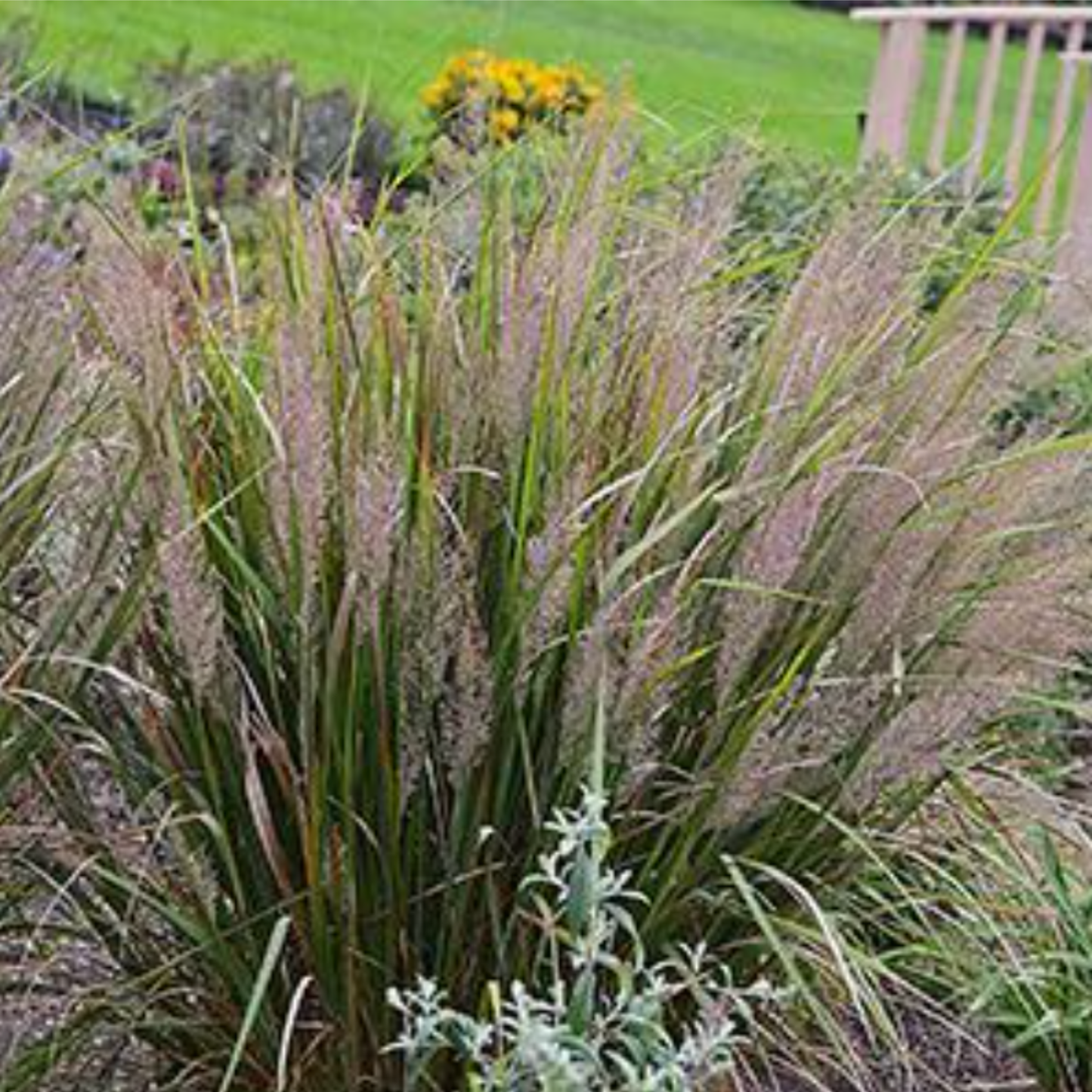 'Feather Reed' Grass