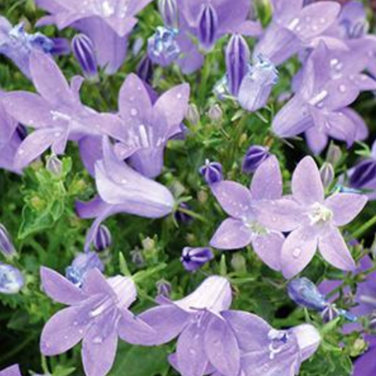 Campanula portenschlagiana 'Birch Hybrid'