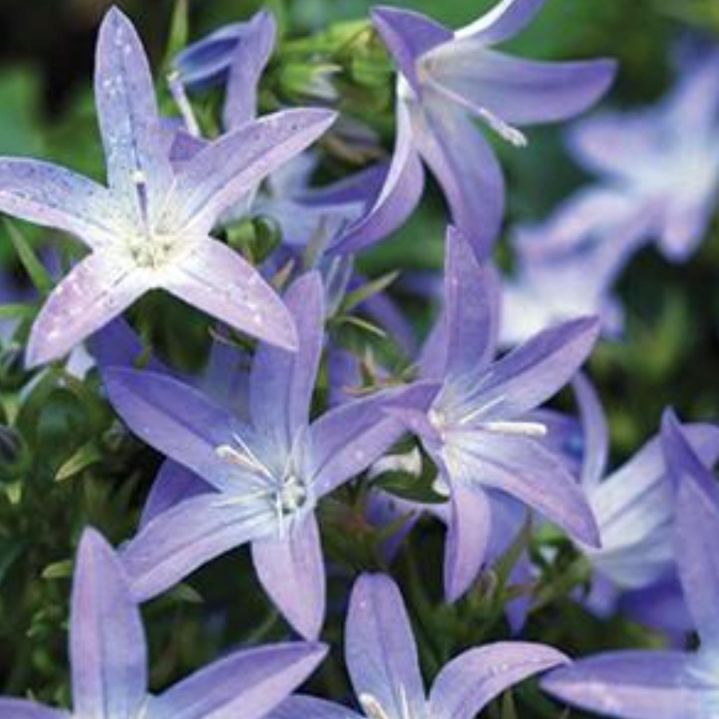 Campanula poscharskyana 'Blue Waterfall'